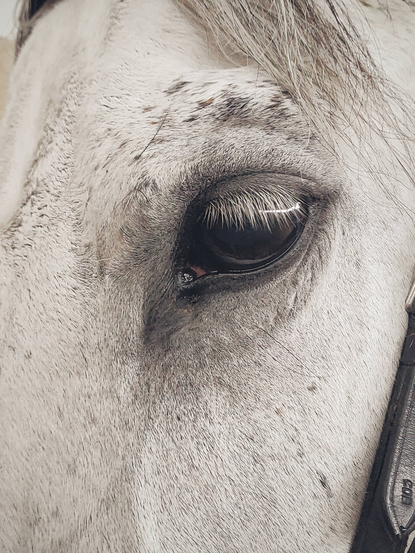 Eye Of A Horse Iphone Background
