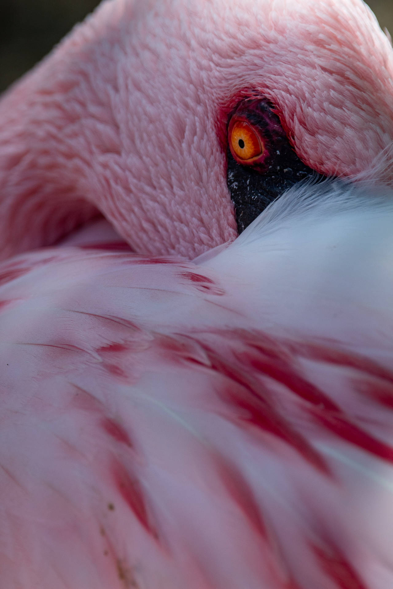 Eye Of A Pink Flamingo Background