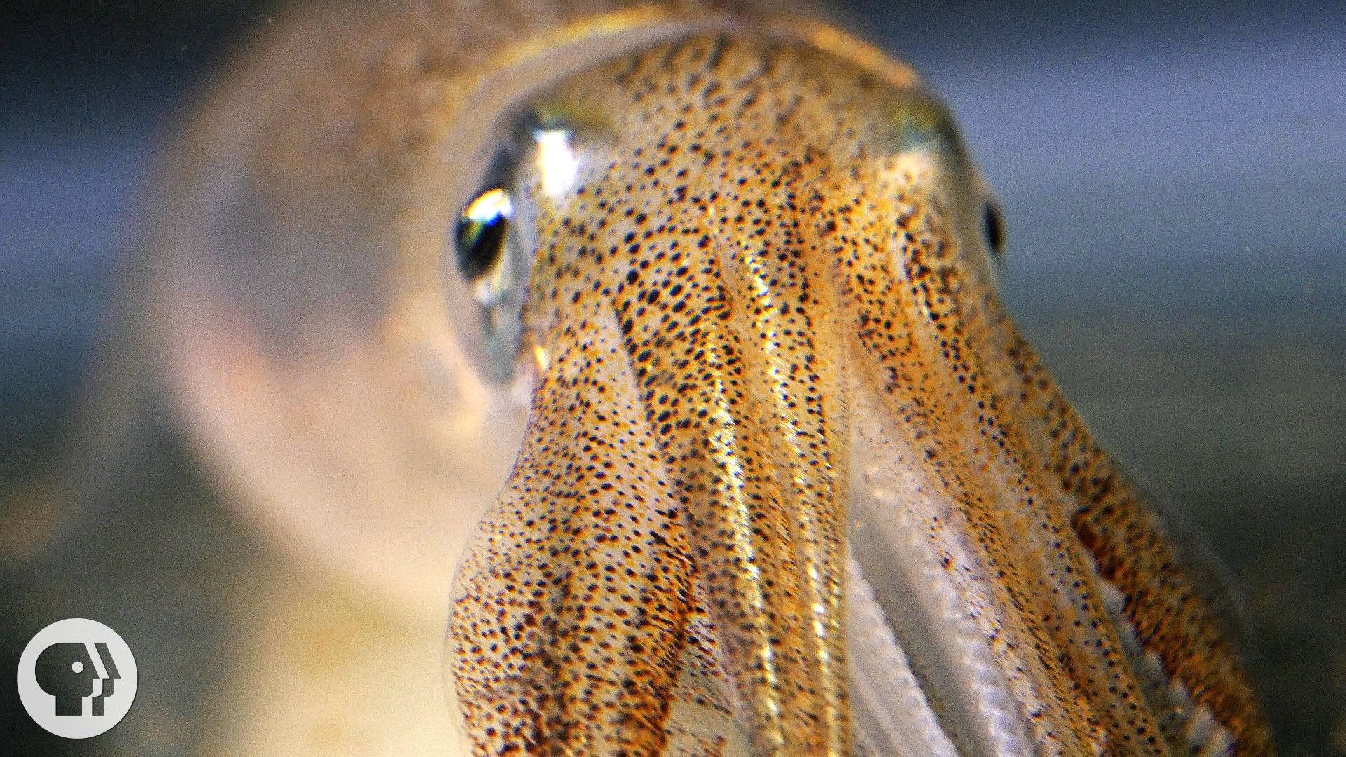 Eye-to-eye With A Cuttlefish