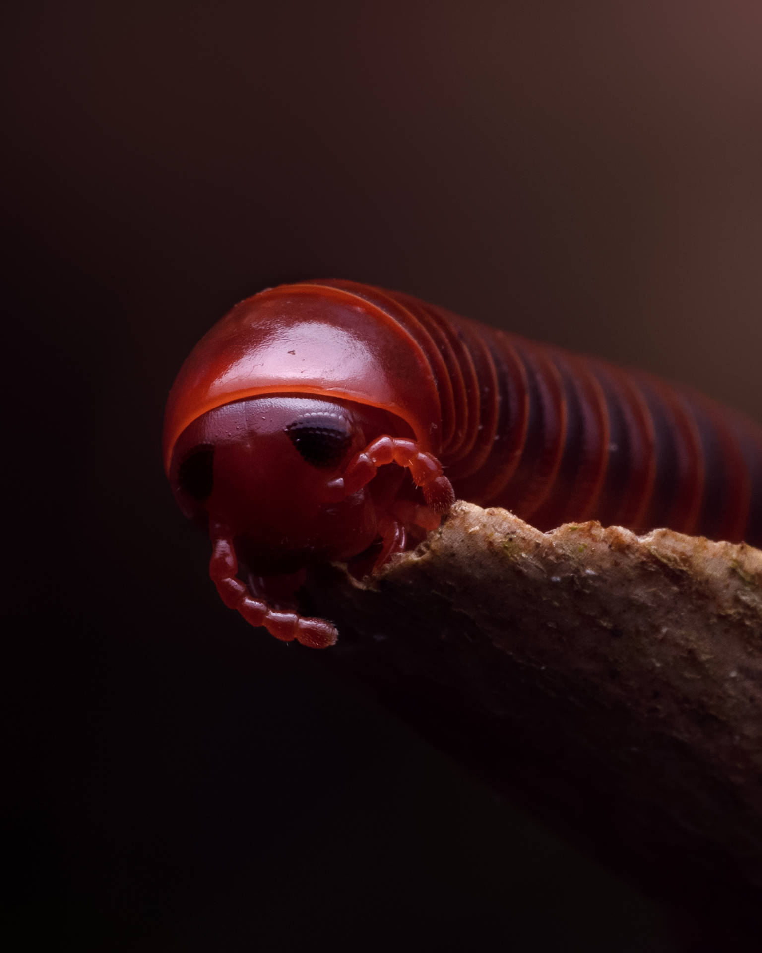 Eye-to-eye With A Spirostreptus Millipede