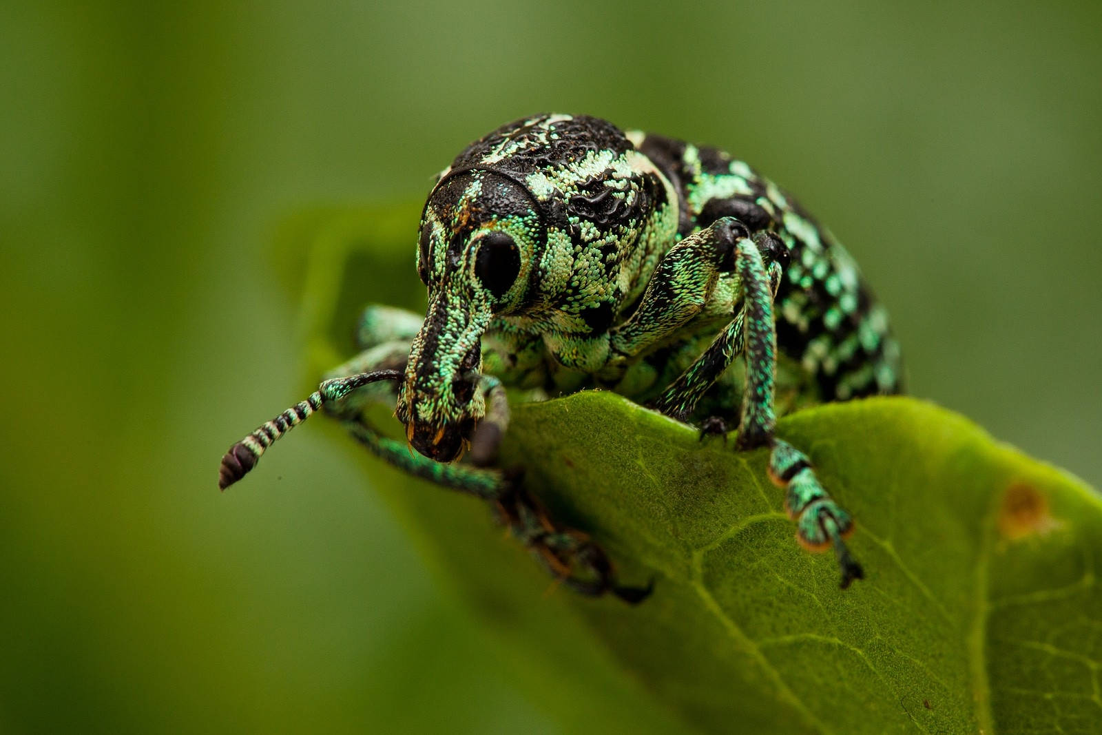 Eye To Eye With A Weevil Beetle Background