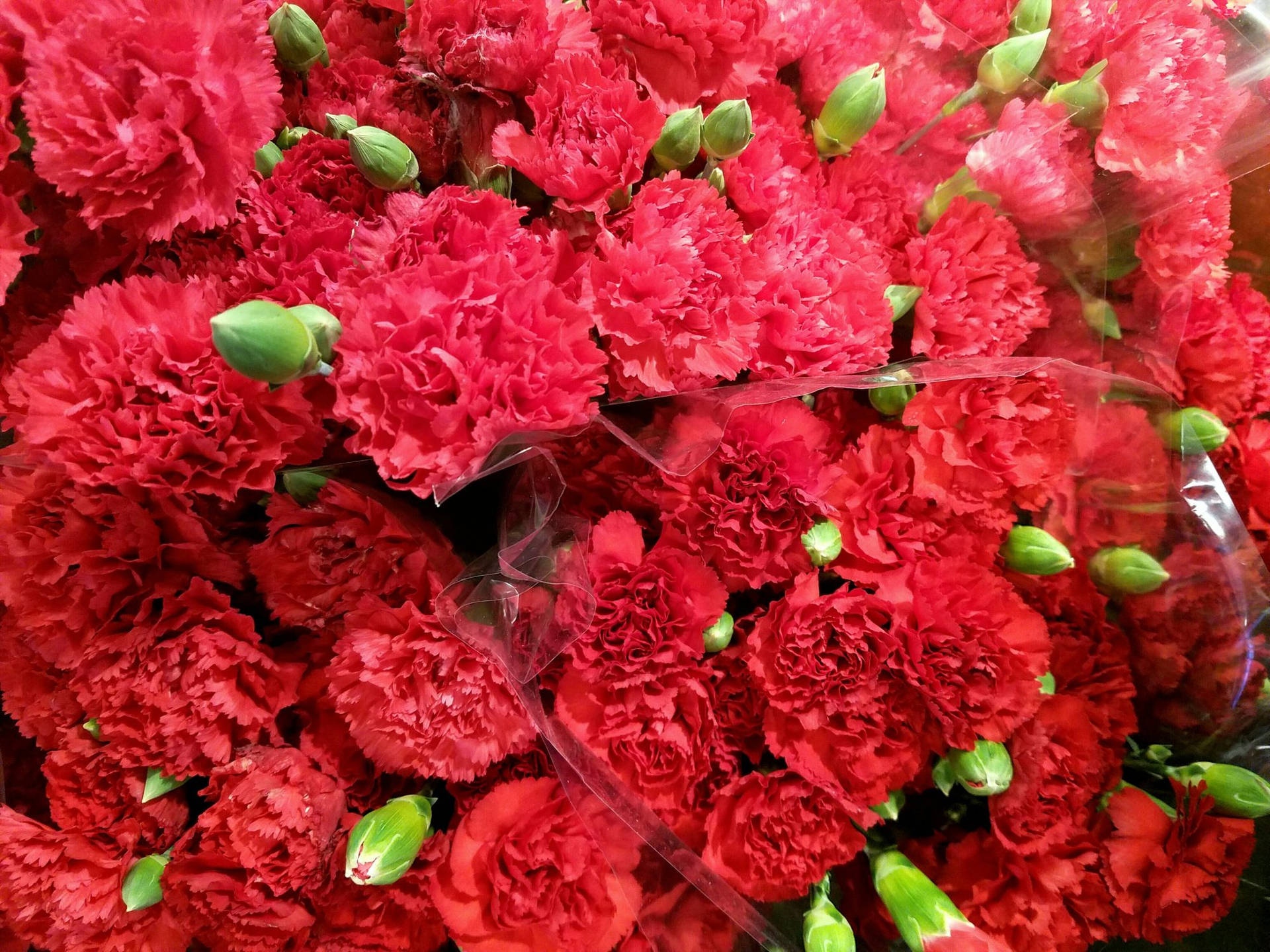 Fabulous Red Carnations Background