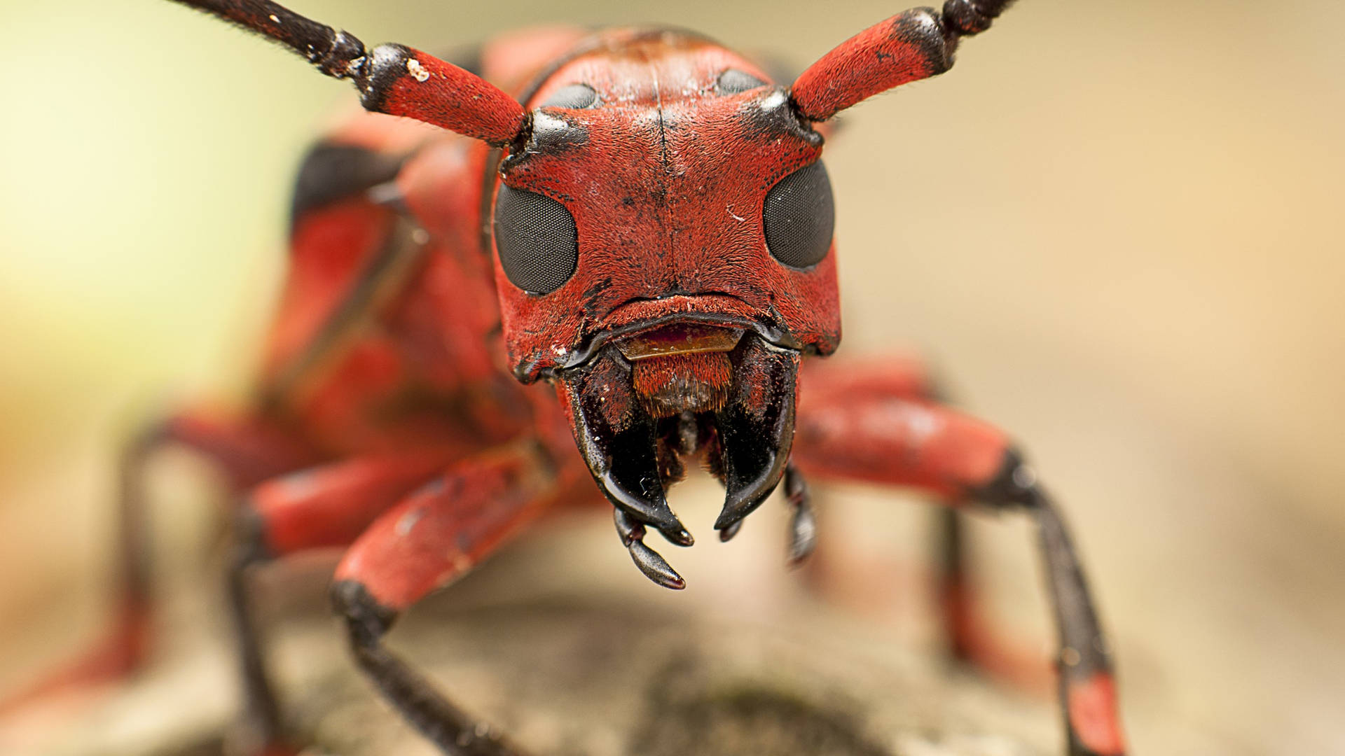 Face Ant Background