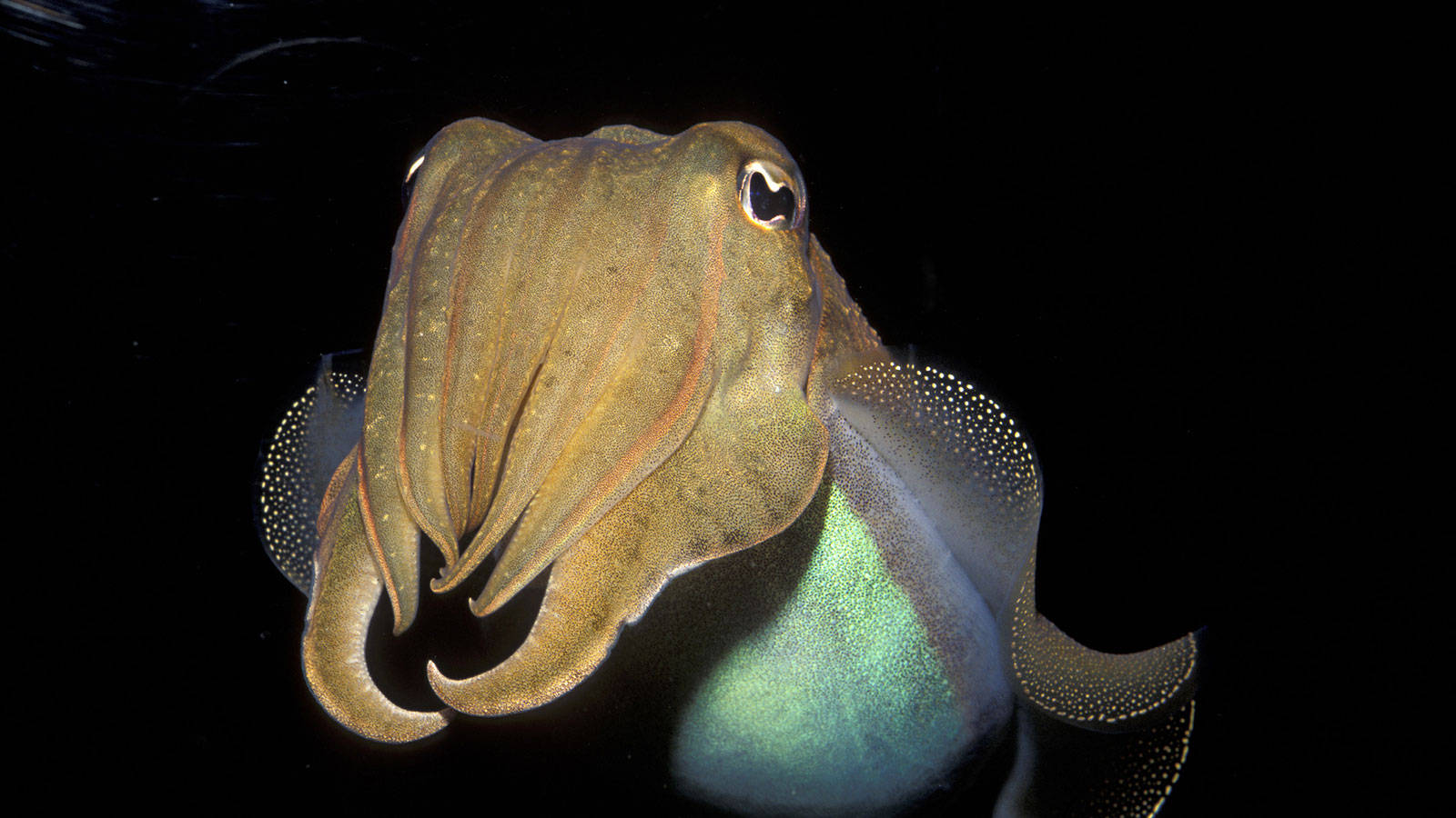 Facing A Cuttlefish In The Dark