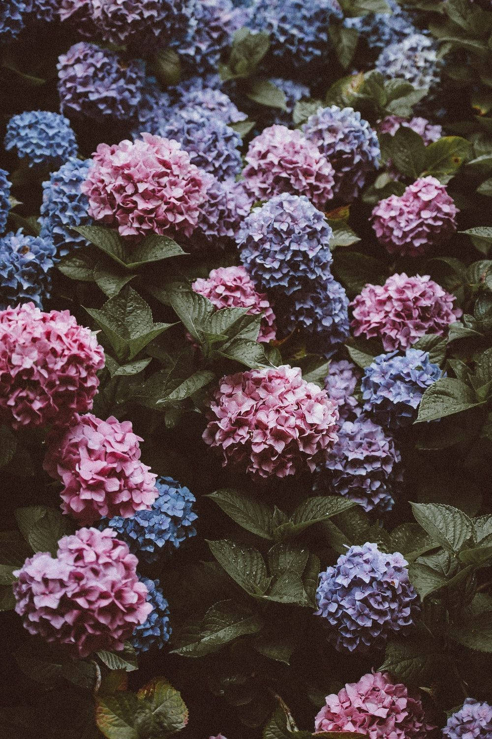 Faded Pink And Purple Hydrangea Flowers Background