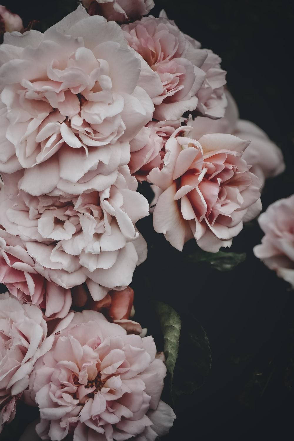 Faded Pink Peony Flowers Background