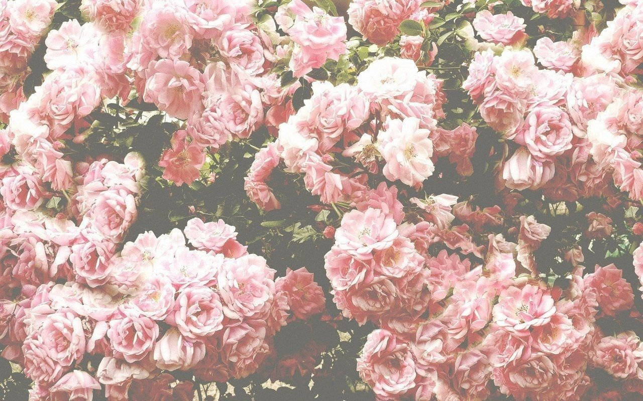 Faded Pink Vintage Aesthetic Background