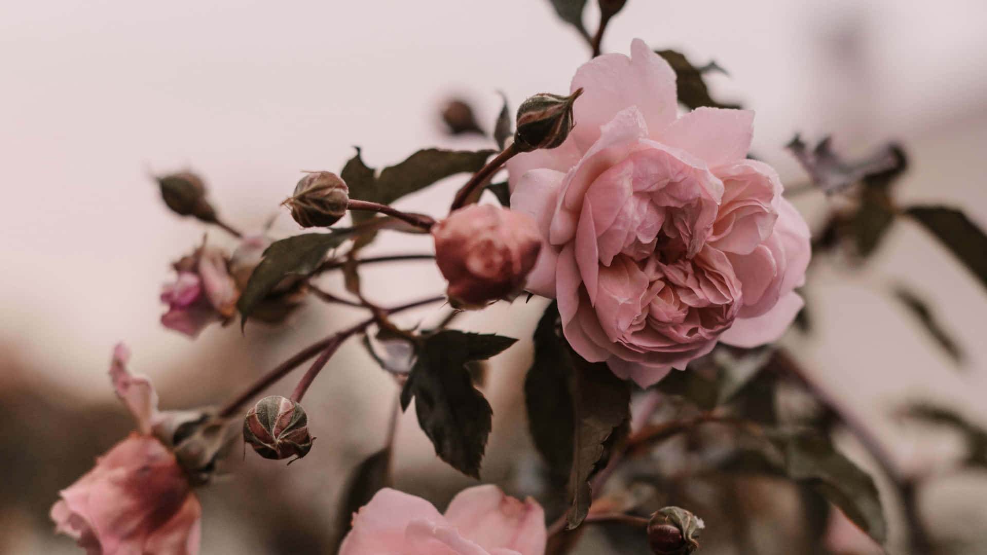 Faint Pink Rose Laptop Background