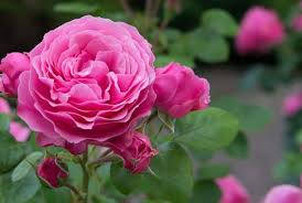 Fairways Bush Pink Rose