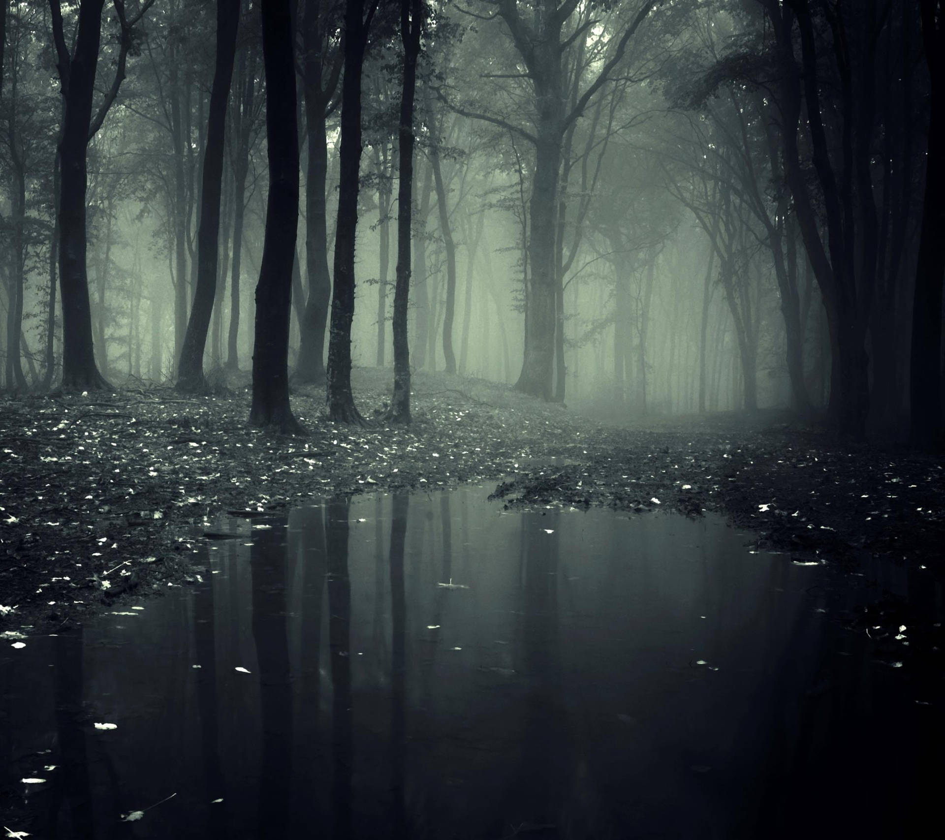 Fairy Grunge Foggy Forest Background