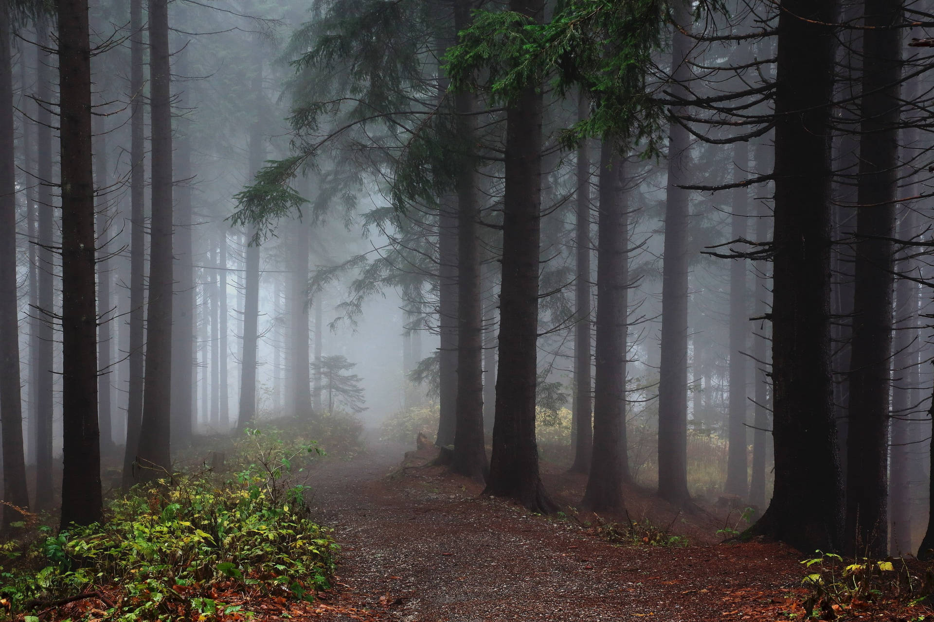 Fairy Grunge Misty Forest Path