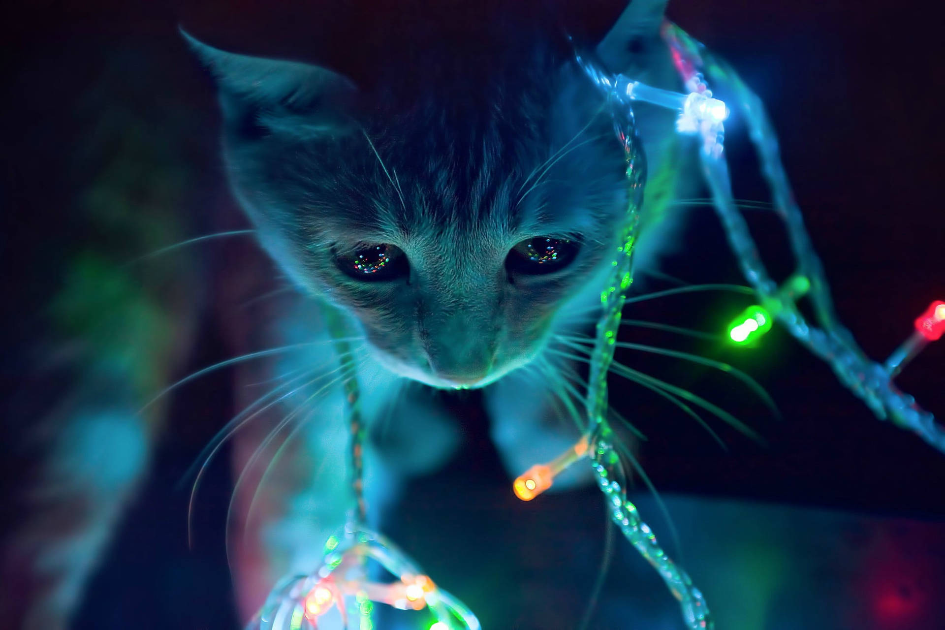 Fairy Lights Cute Cat Hd