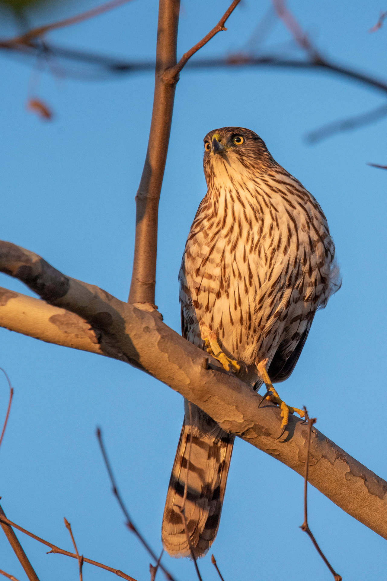 Falcon Bird On Tree Background
