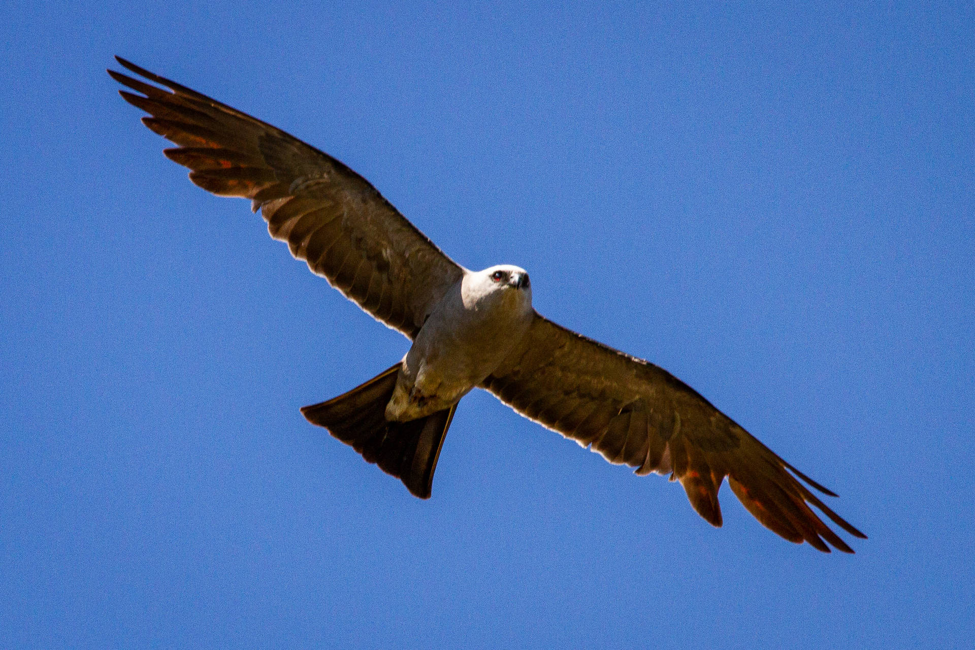 Falcon In Mid Flight Background