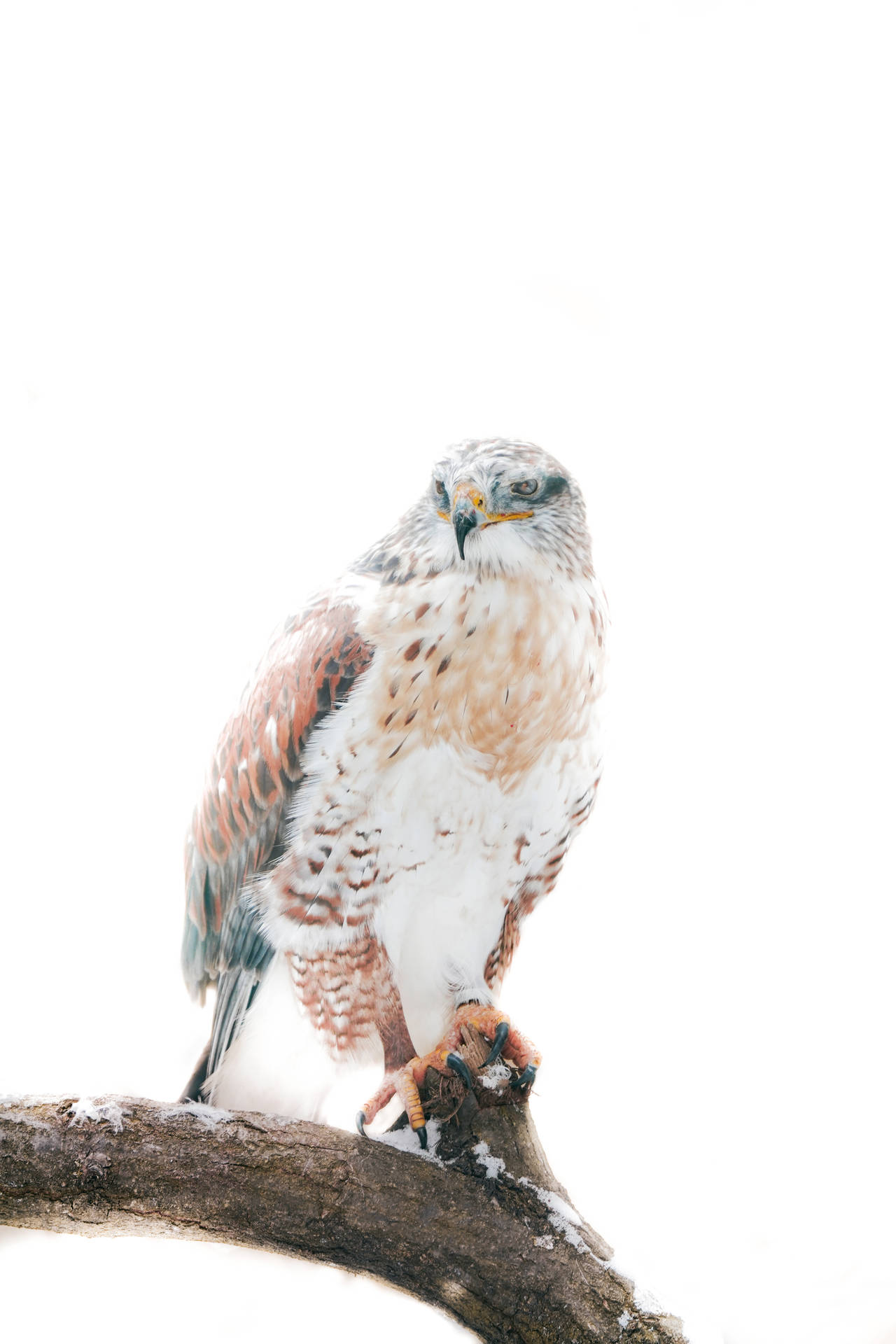 Falcon Standing Post Background