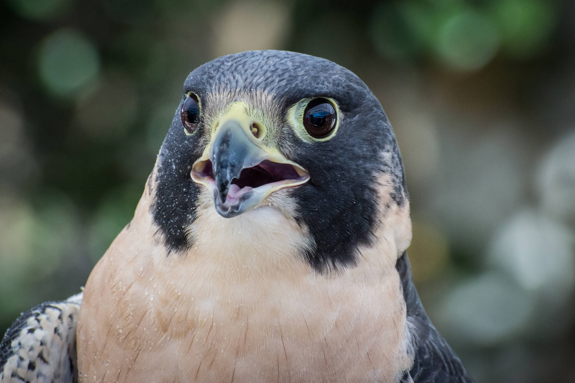 Falcon With Agape Beak Background
