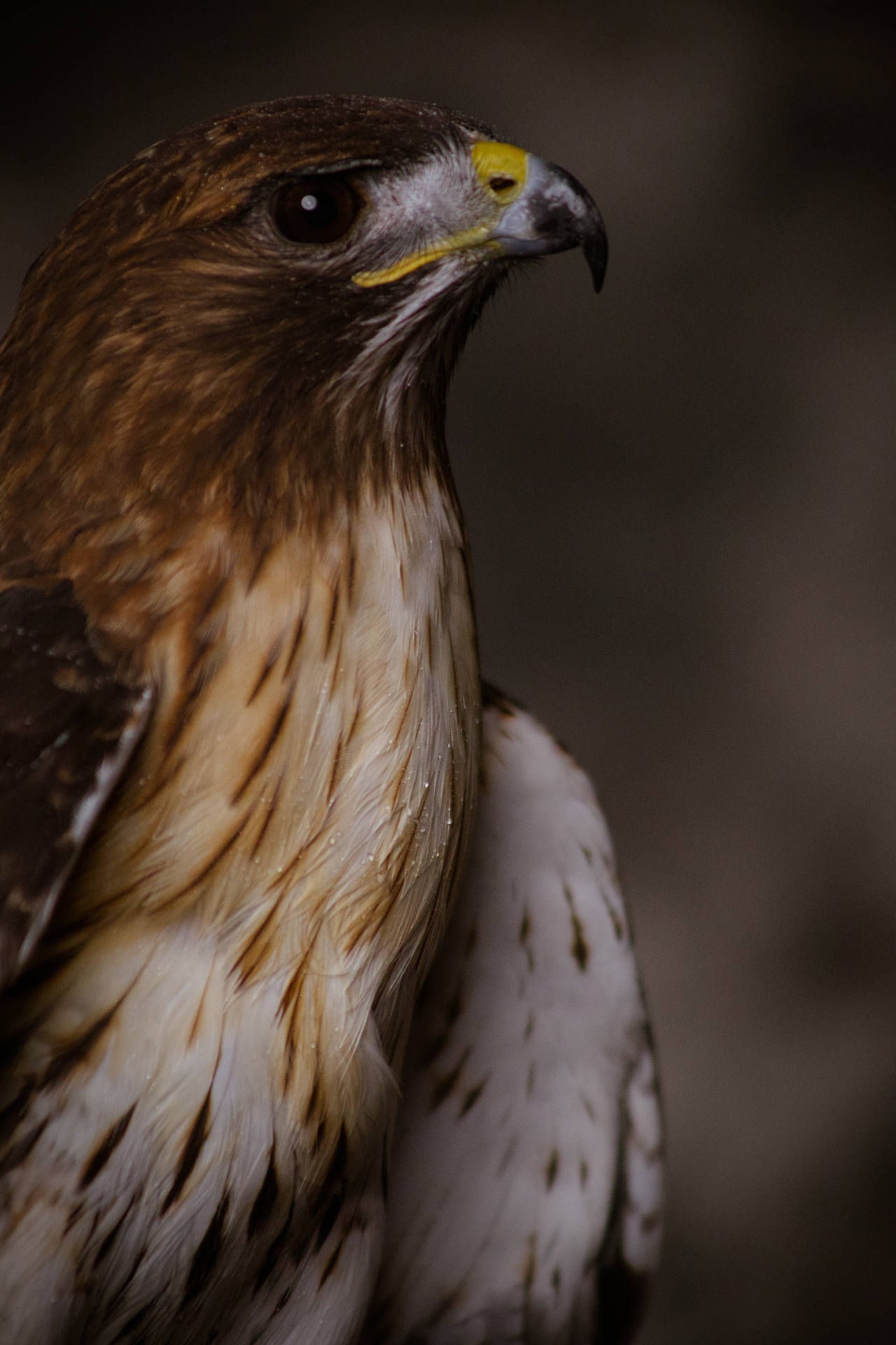 Falcon With Black Eyes Background