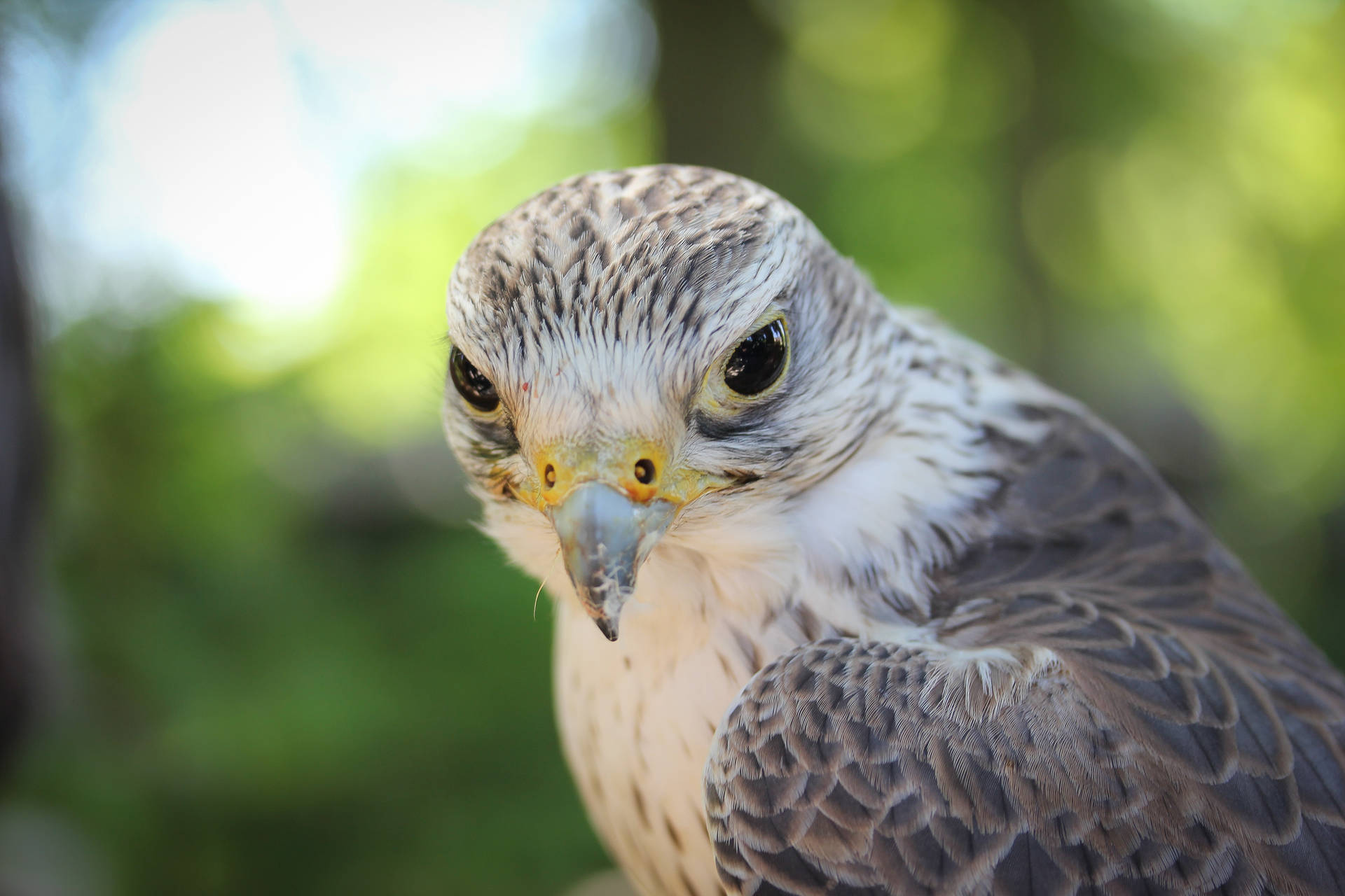 Falcon With Short Sharp Beak