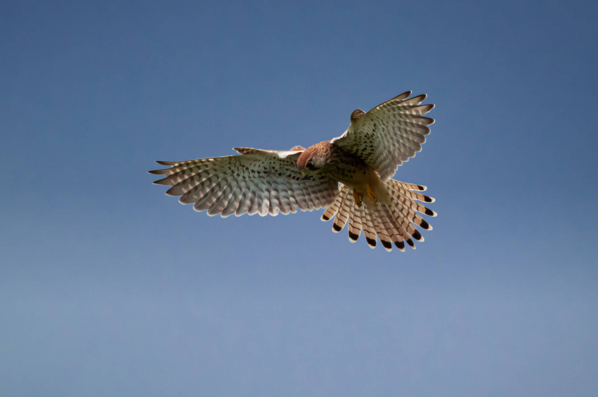 Falcon With Wings Spread Out Background
