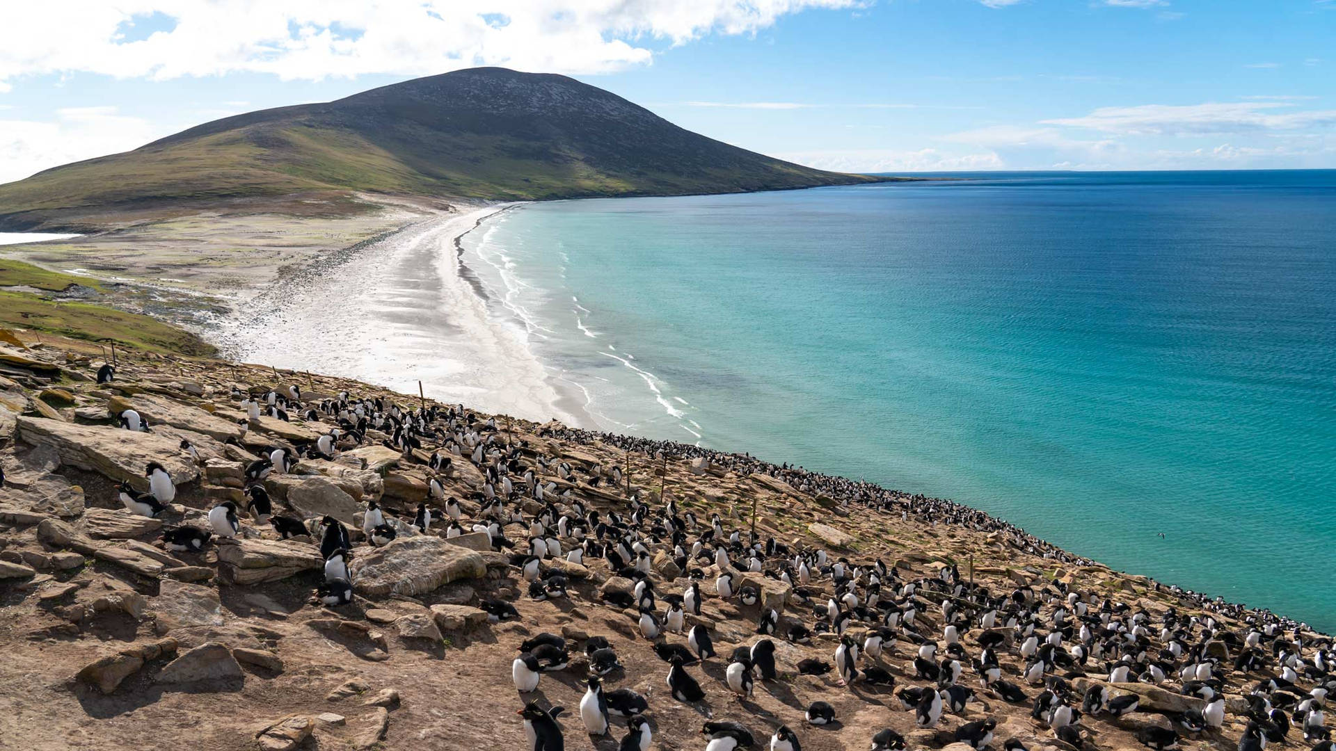 Falkland Islands Penguins South America Background
