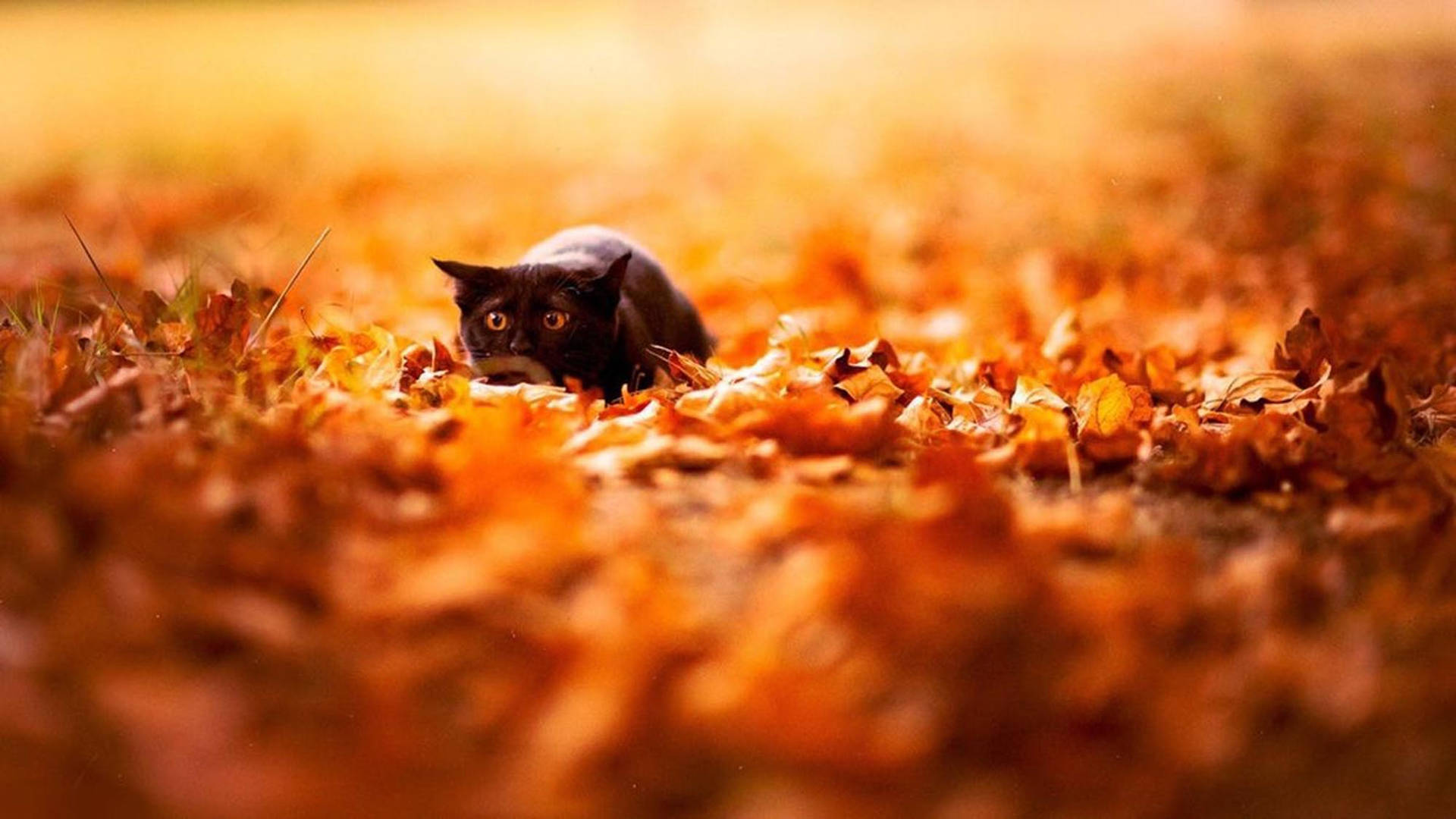Fall Aesthetic Cat And Leaves Background