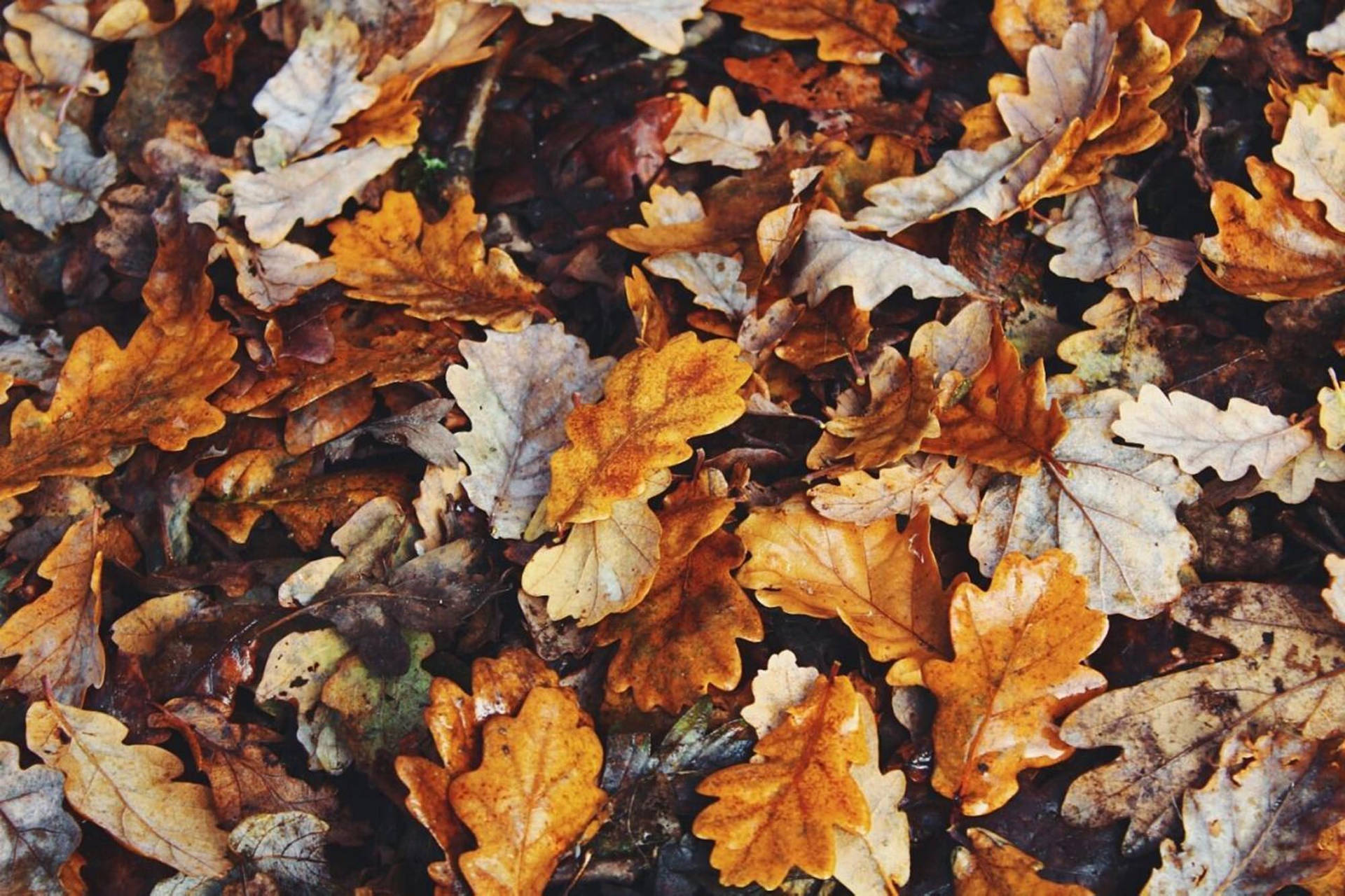 Fall Aesthetic Foliage Background