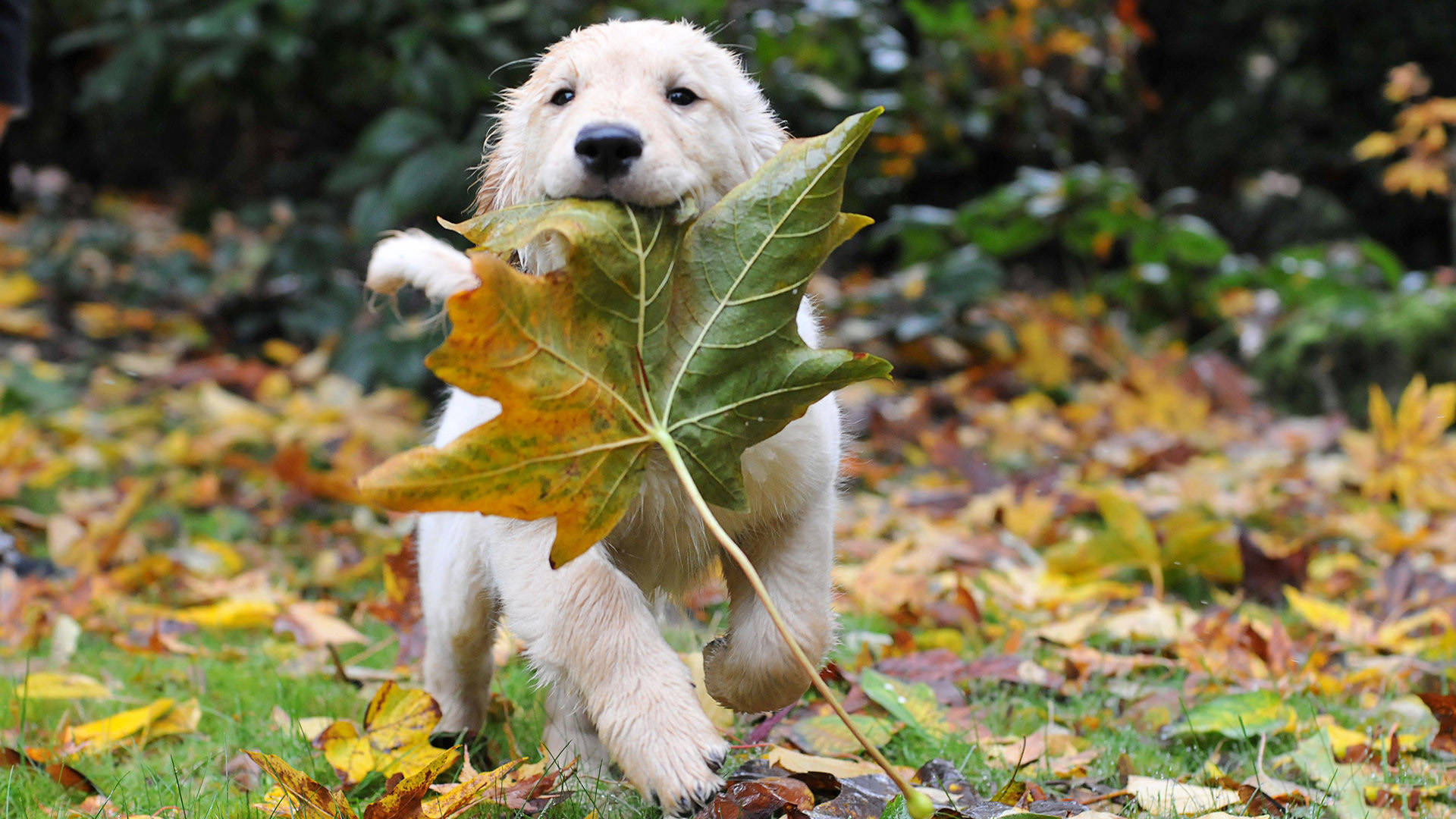 Fall Aesthetic Golden Retriever Puppy