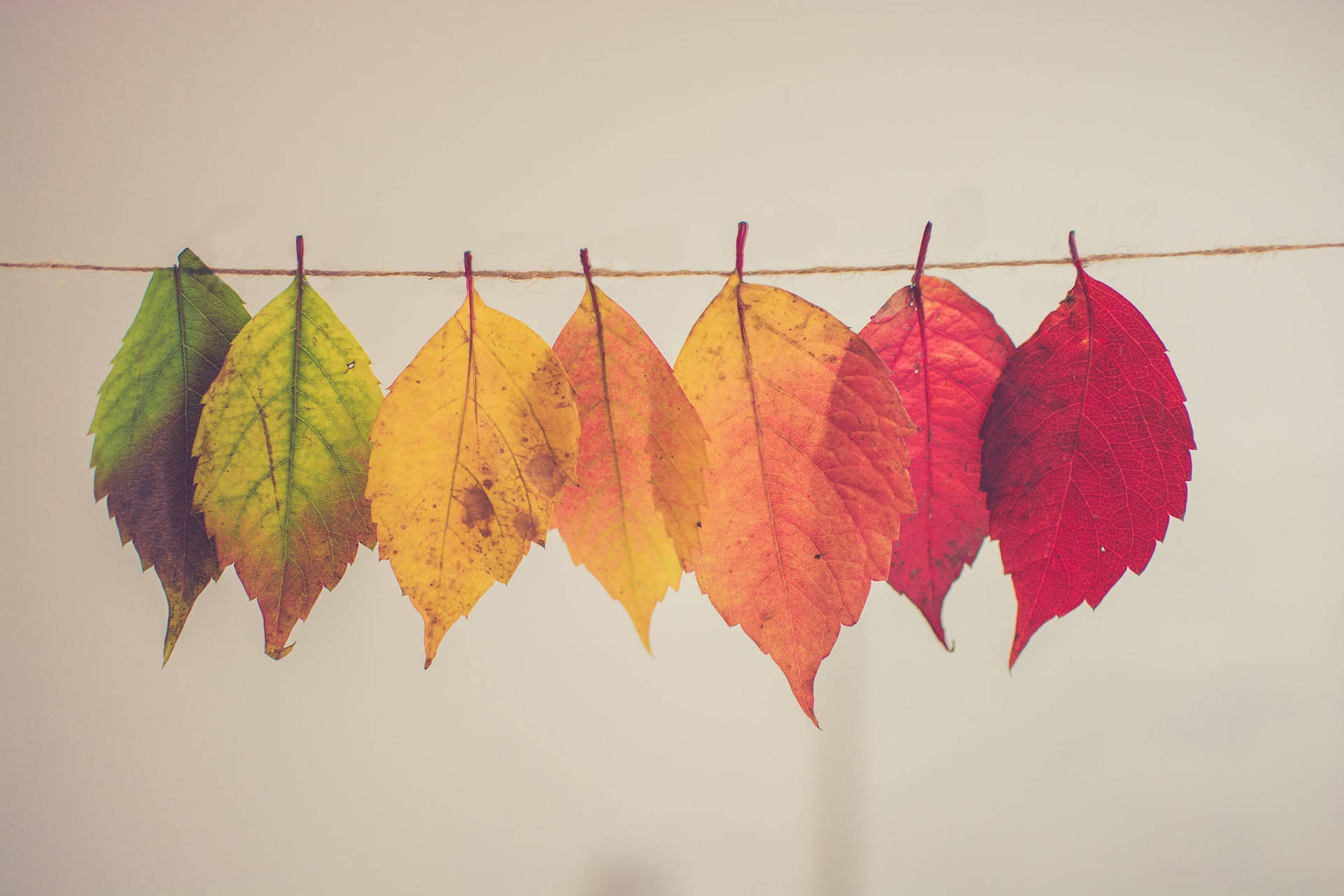 Fall Aesthetic Hanging Leaves Background