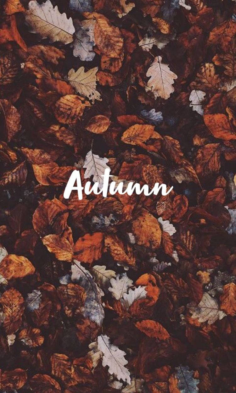 Fall Aesthetic Iphone Autumn Word