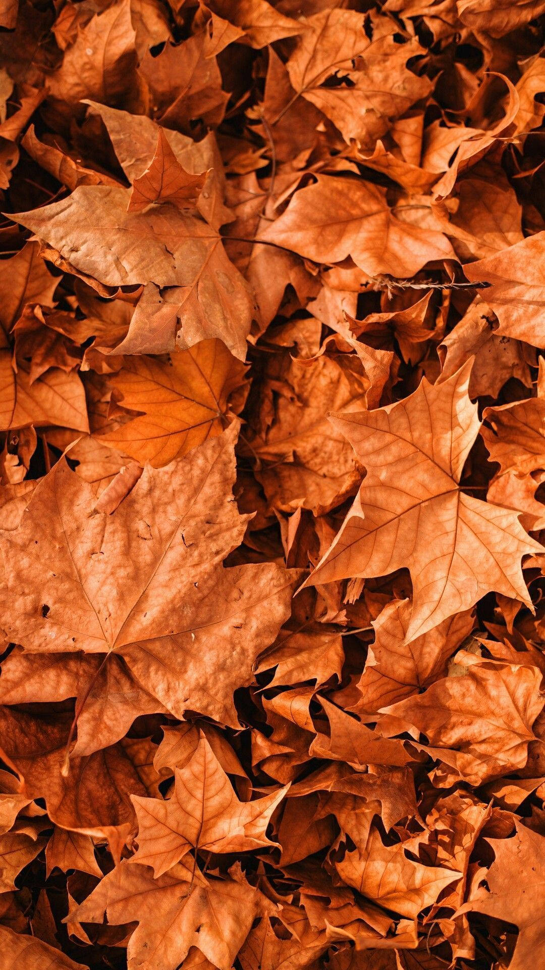 Fall Aesthetic Iphone Big Maple Leaves Background