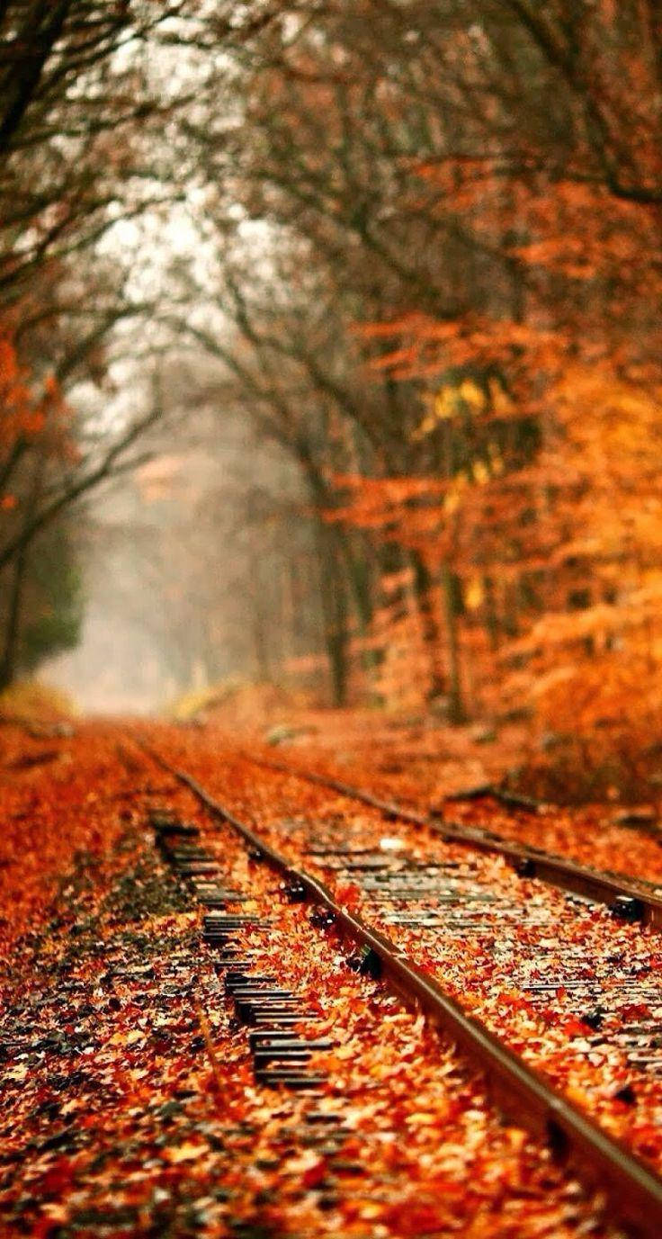 Fall Aesthetic Iphone Fallen Leaves Railroad Background