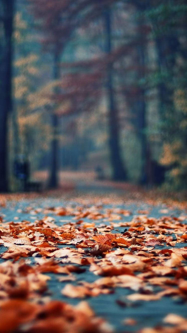 Fall Aesthetic Iphone Fallen Leaves Road