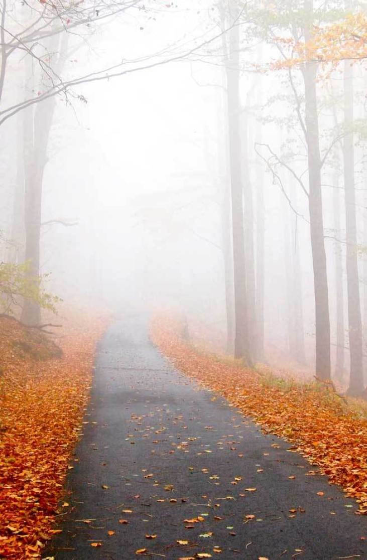 Fall Aesthetic Iphone Misty Road