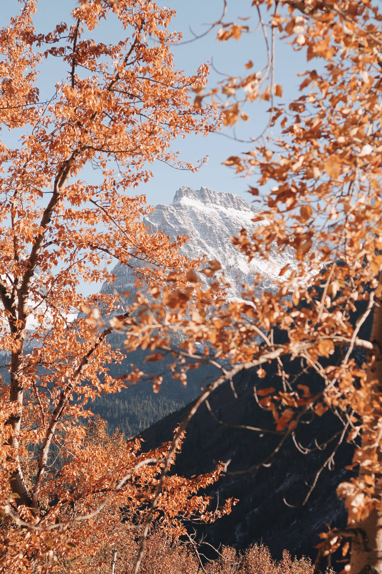 Fall Aesthetic Iphone Mountain Orange Leaves