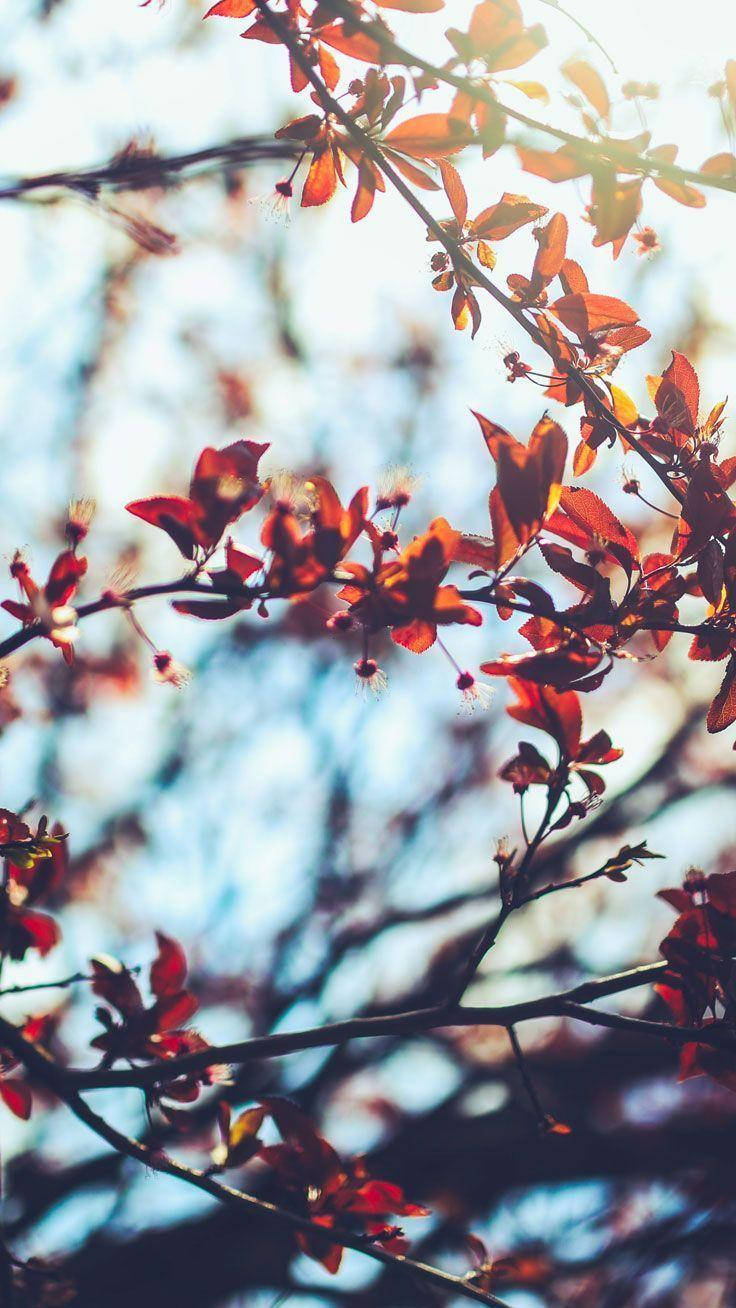 Fall Aesthetic Iphone Red Leaves Flowers