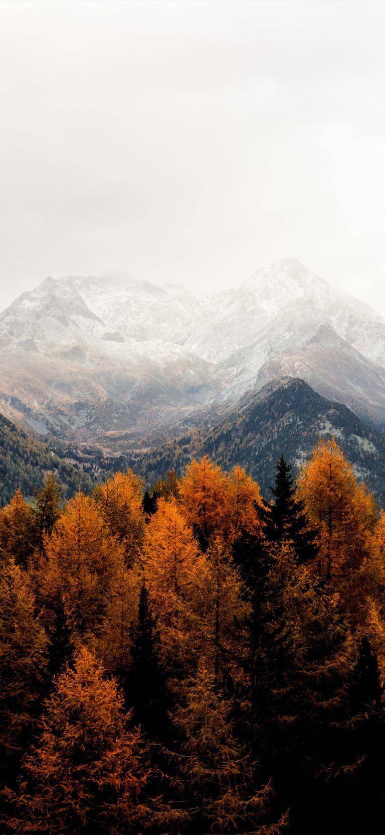 Fall Aesthetic Iphone Red Trees Snowy Mountains Background