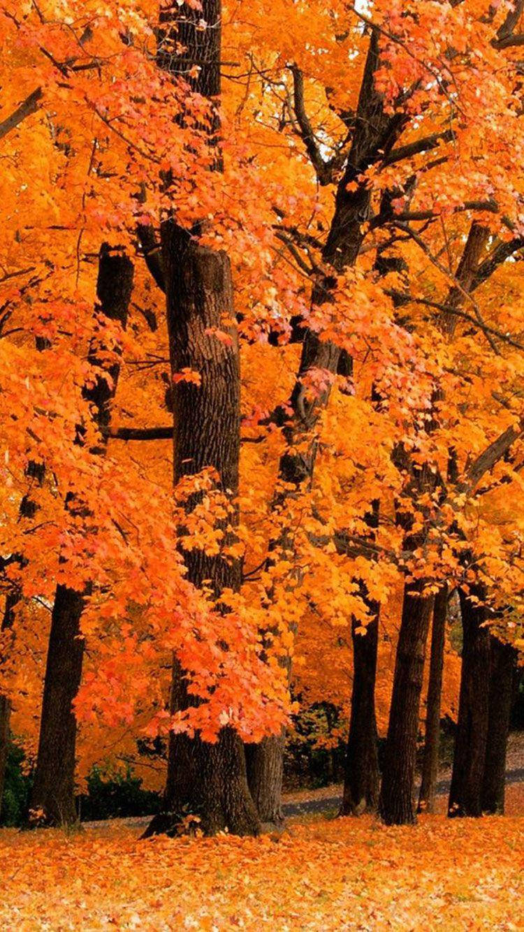 Fall Aesthetic Iphone Tall Orange Trees