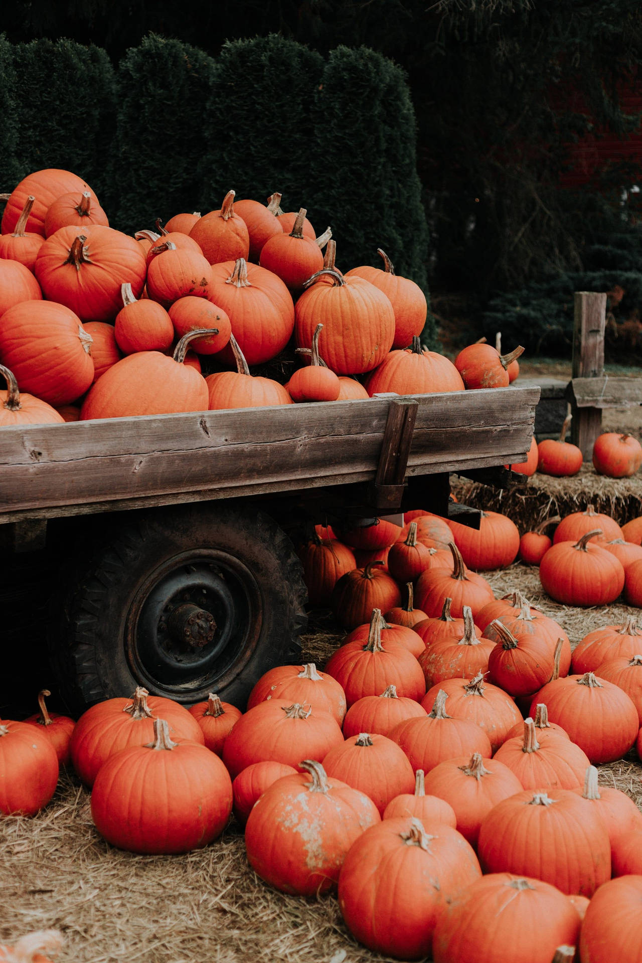 Fall Aesthetic Iphone Truck Many Pumpkins