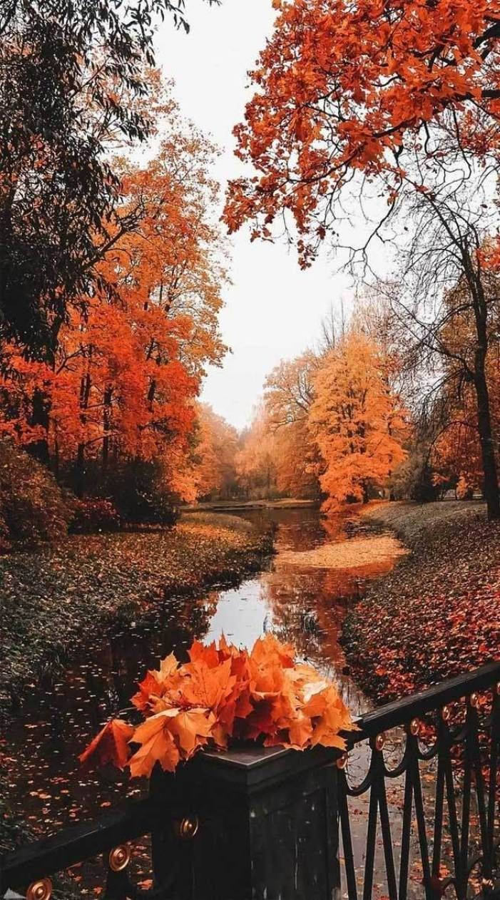 Fall Aesthetic Iphone Wet Ground Trees Background