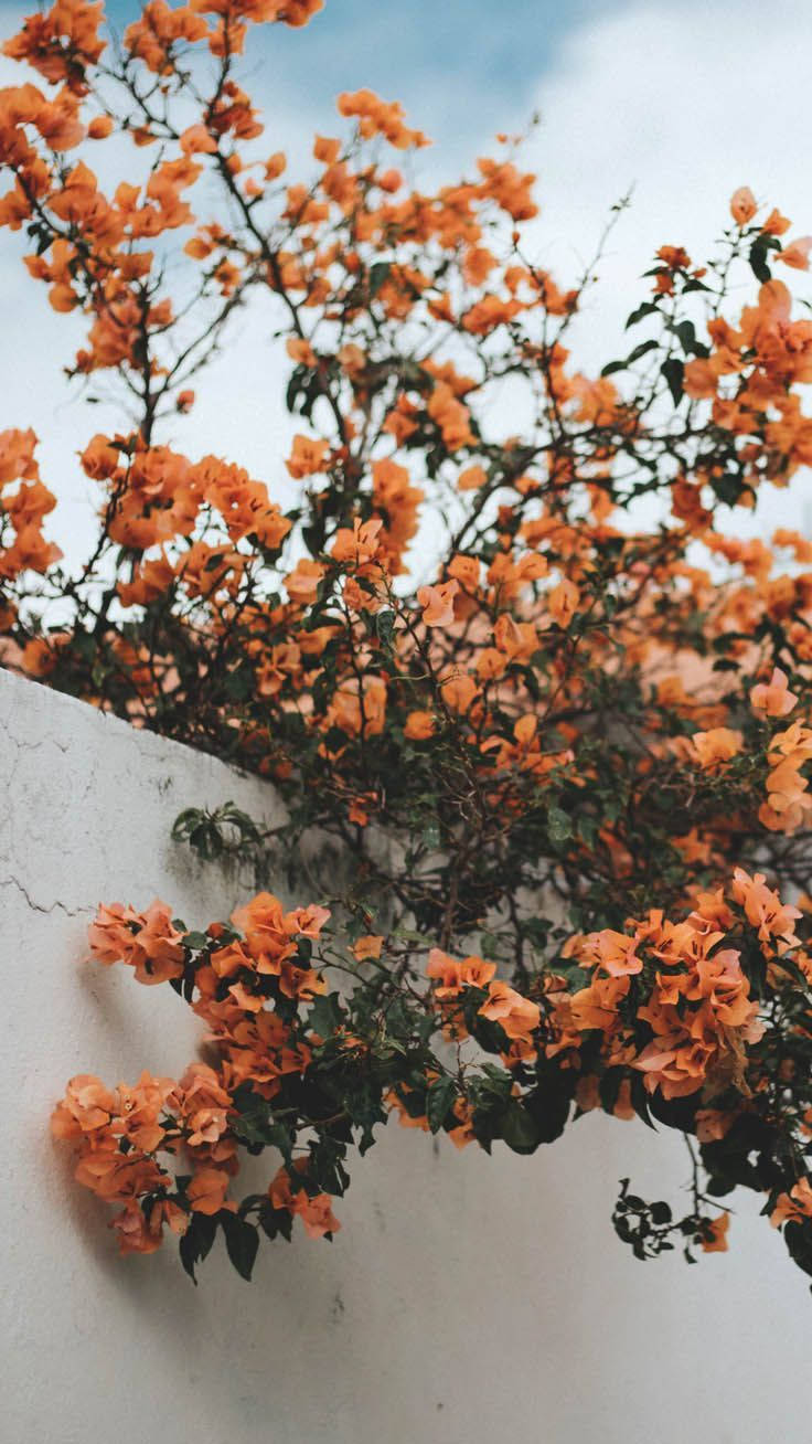 Fall Aesthetic Iphone White Wall Flowers