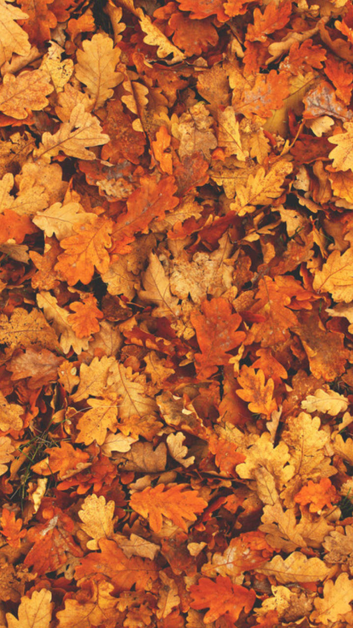 Fall Aesthetic Iphone Yellow Orange Fallen Leaves Background