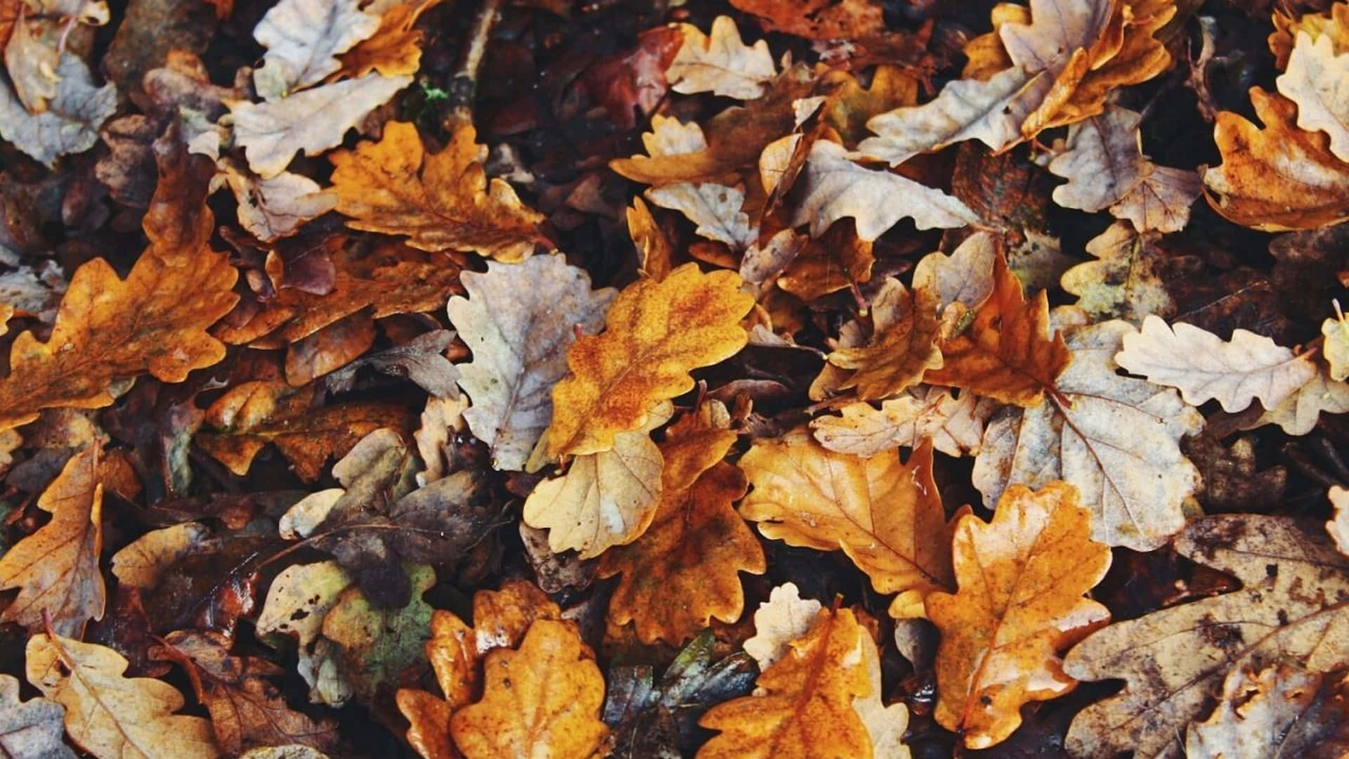 Fall Aesthetic Macbook Autumn Leaves Background