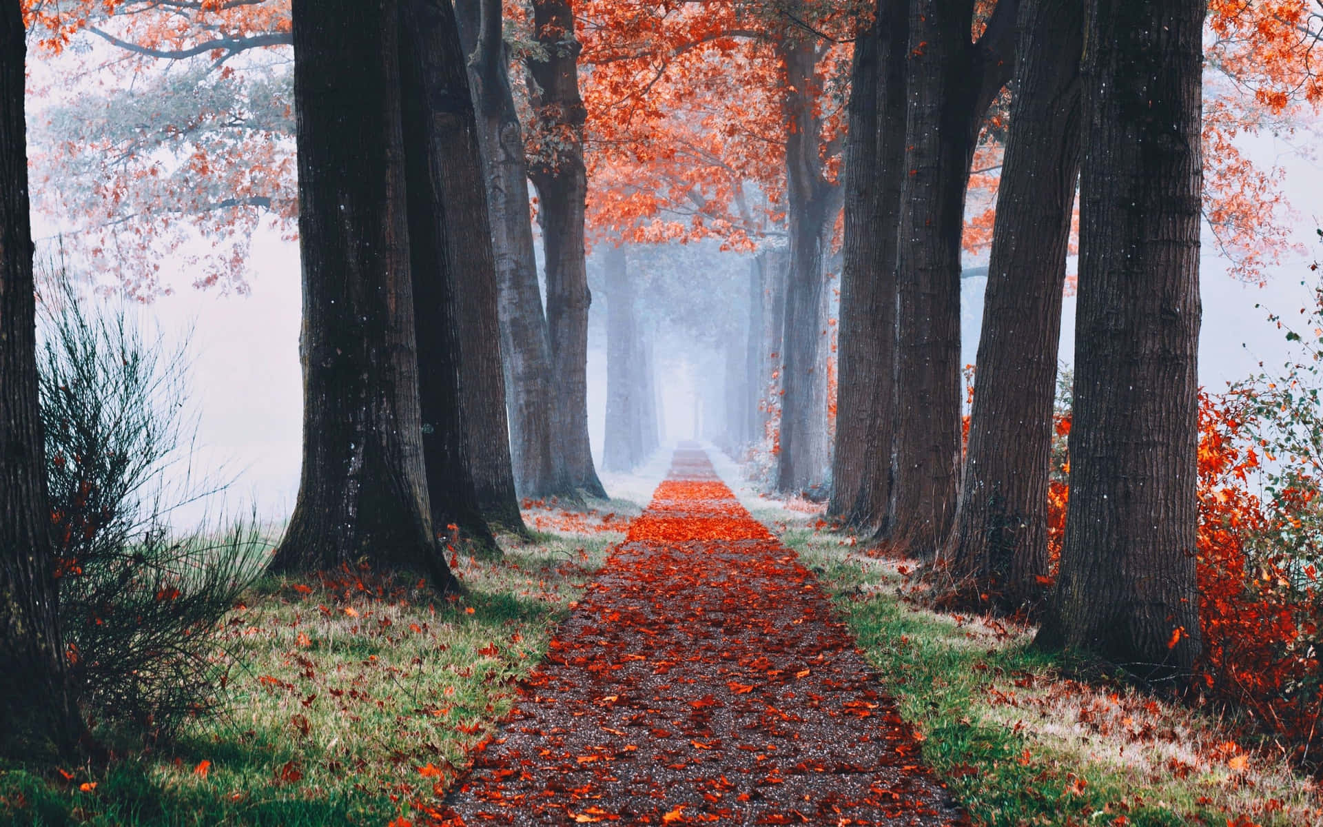 Fall Aesthetic Macbook Autumn Path Background