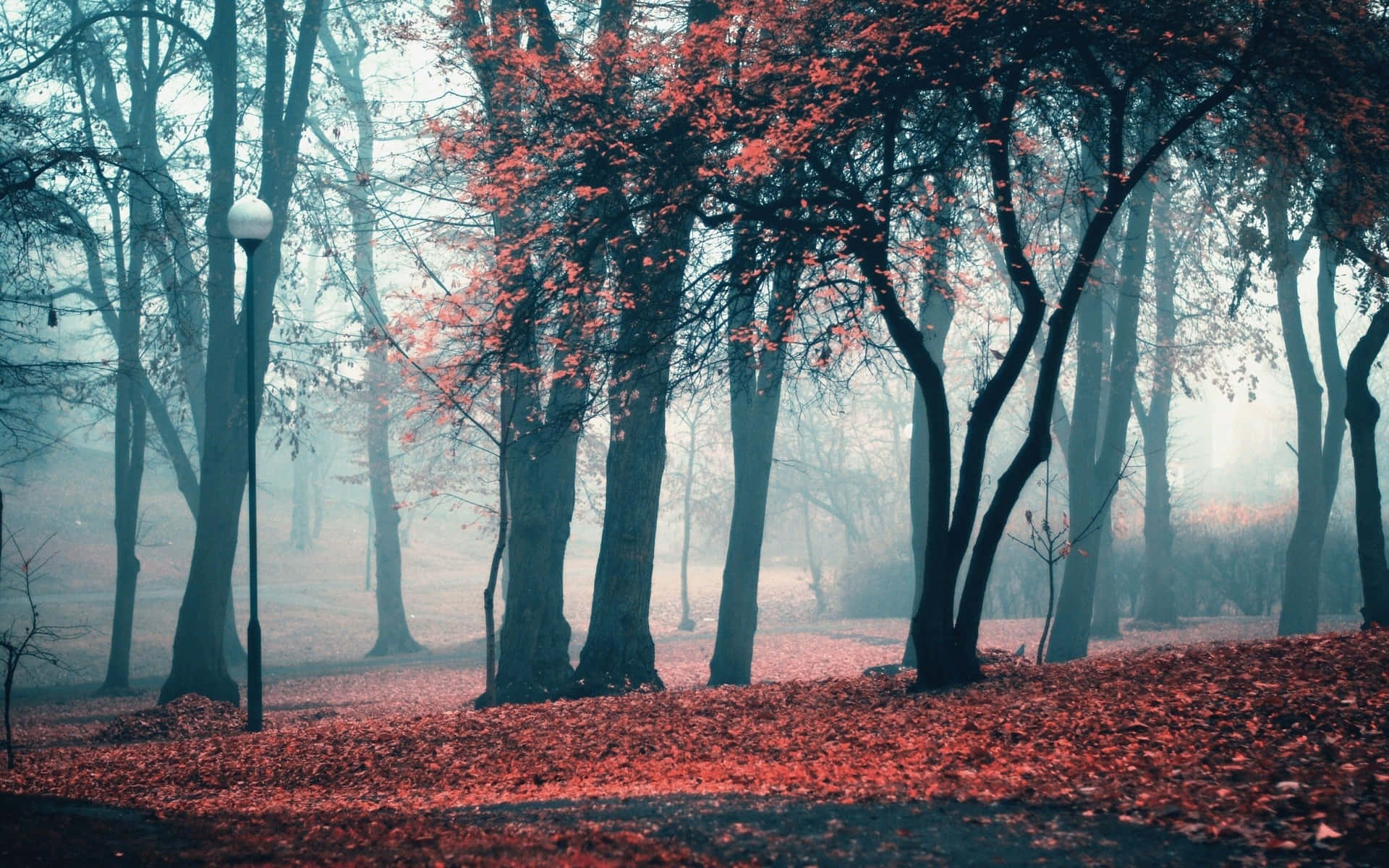 Fall Aesthetic Macbook Dark Forest Background