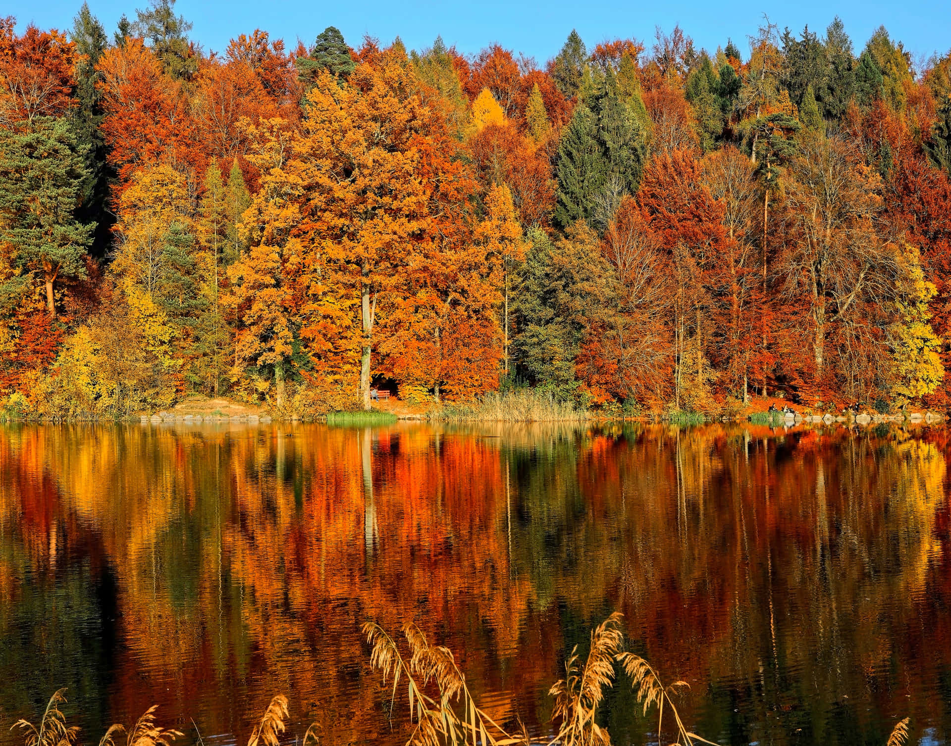 Fall Aesthetic Macbook Forest And Lake Background