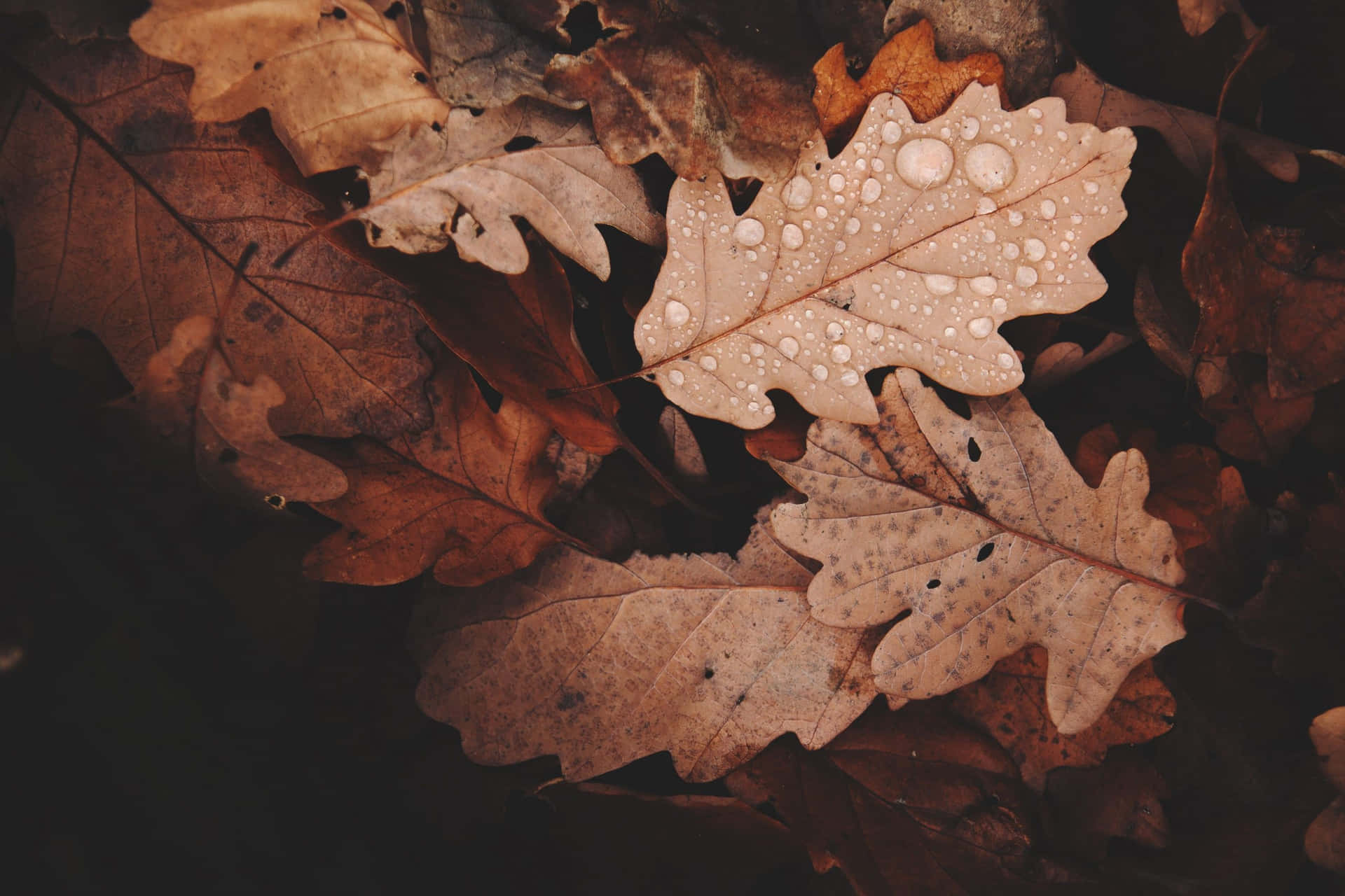 Fall Aesthetic Macbook Leaves Background