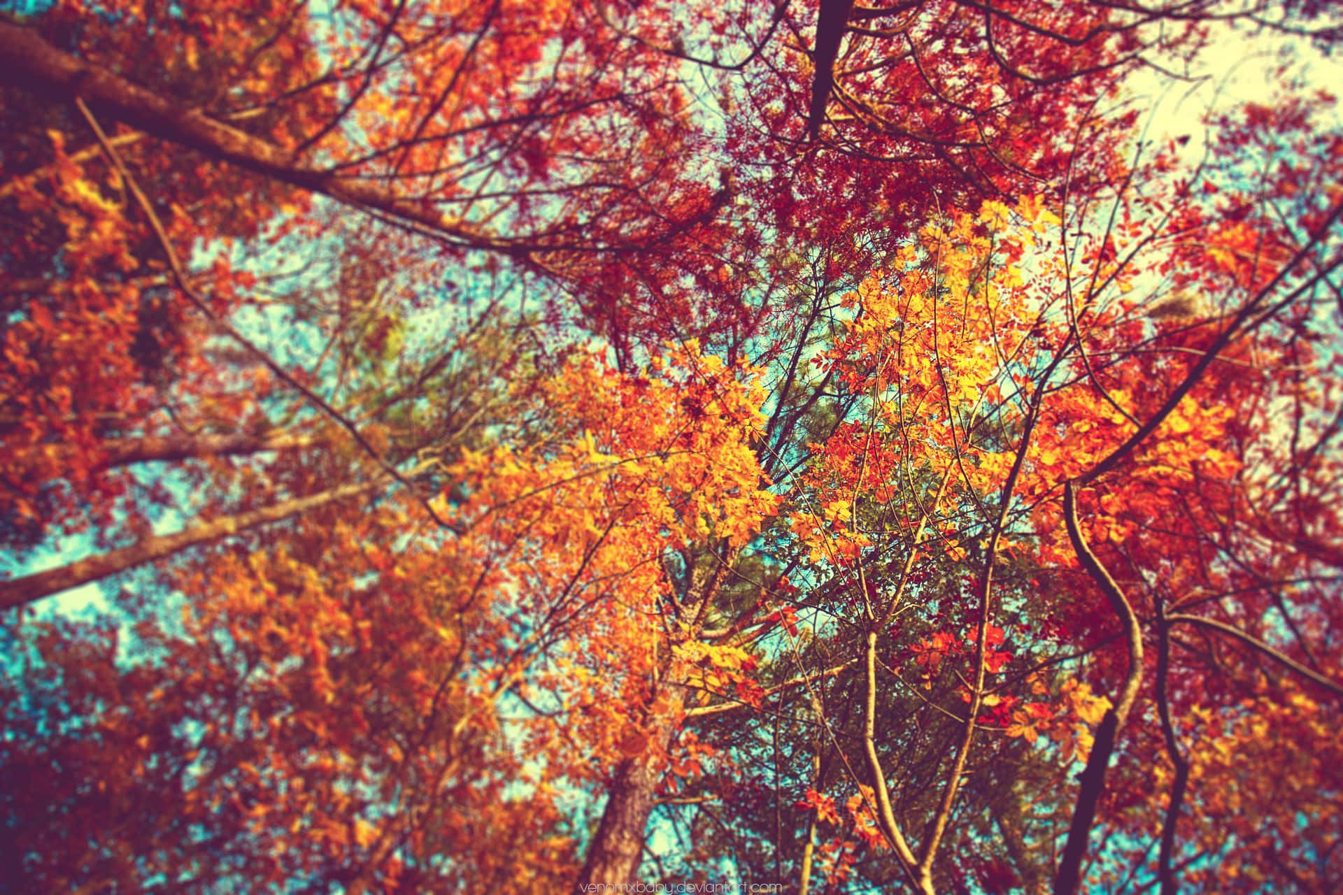 Fall Aesthetic Macbook Warm Trees Background