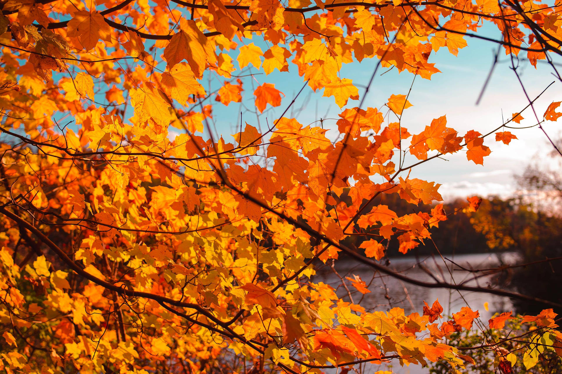 Fall Aesthetic Orange Maple Branch Background