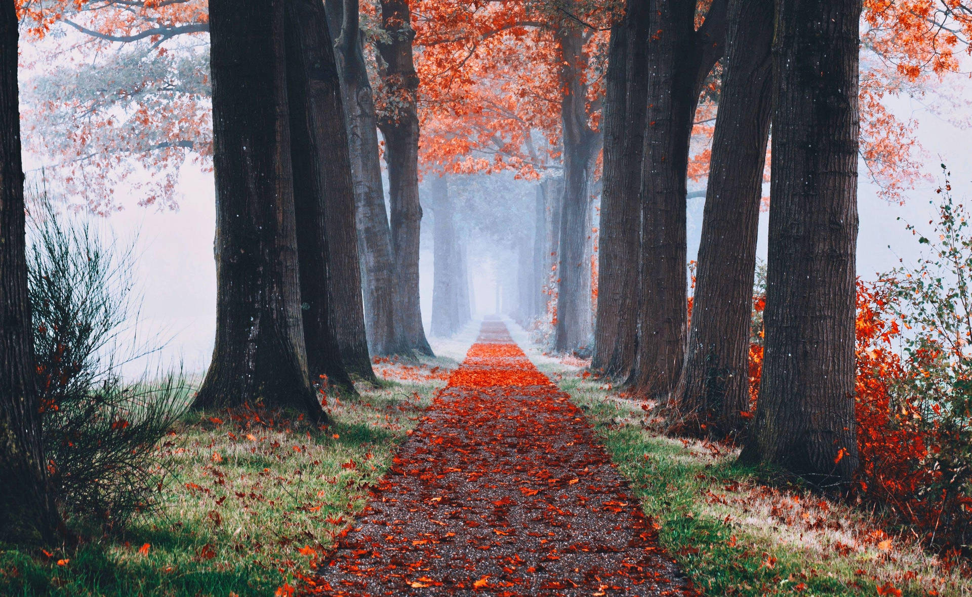 Fall Aesthetic Path Walk Background