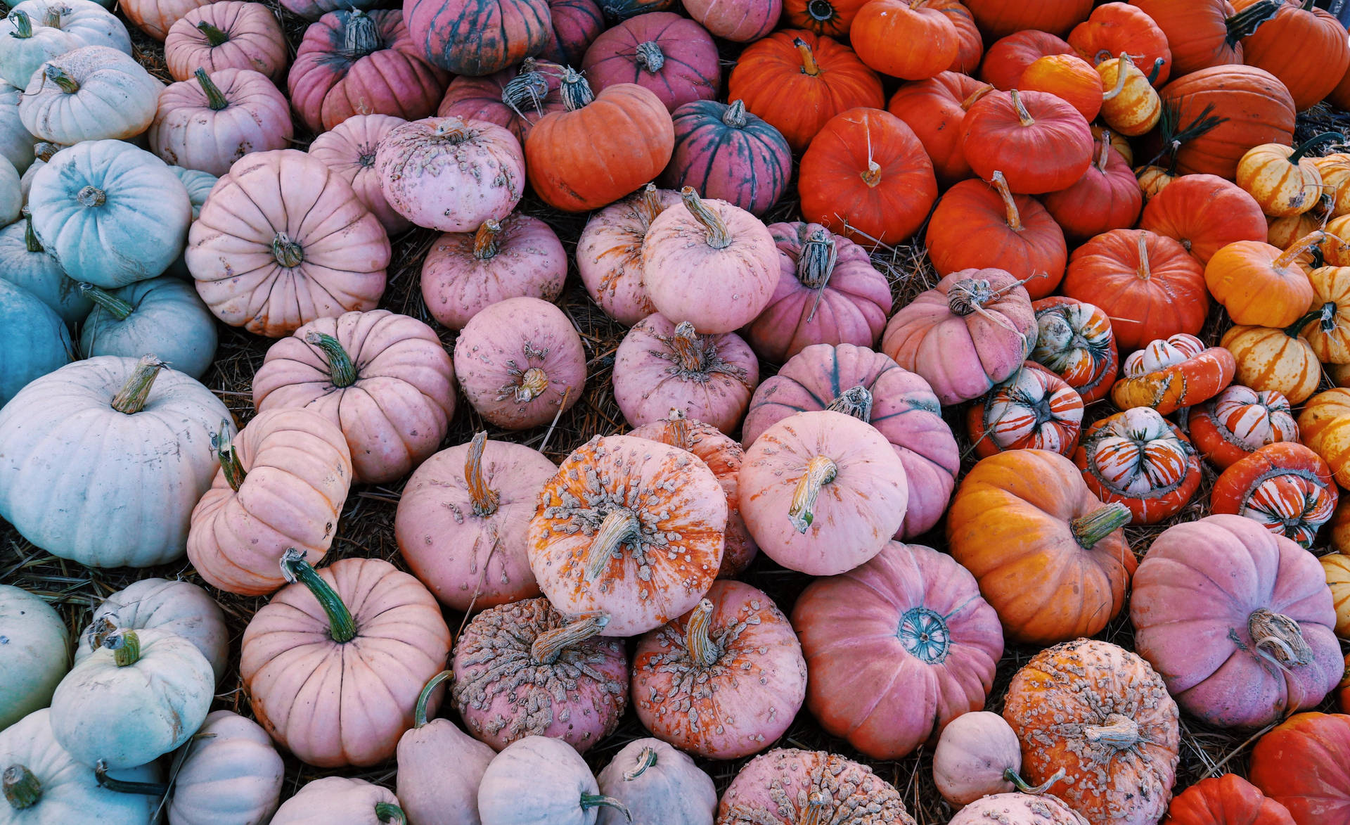 Fall Aesthetic Pumpkins Background